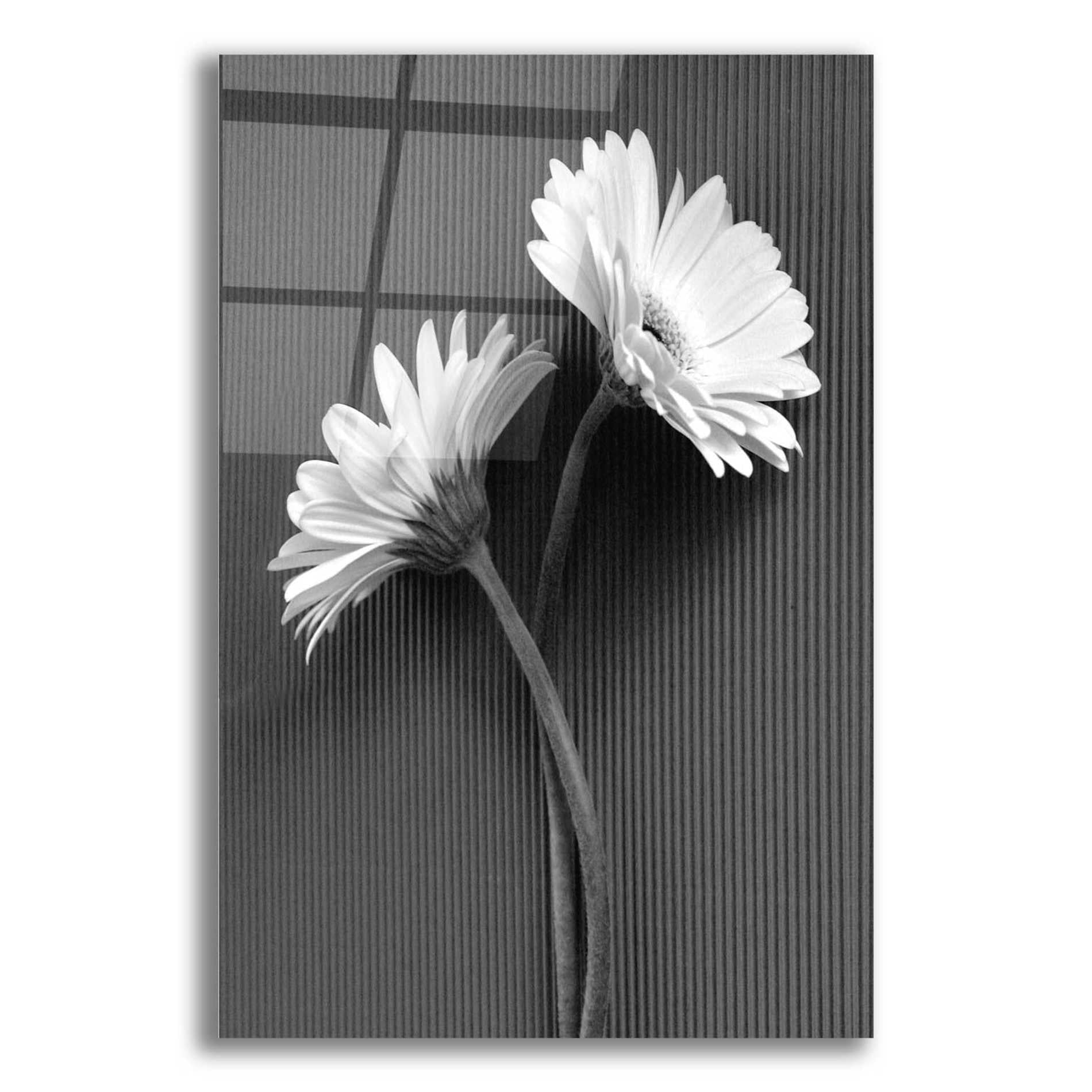 Epic Art 'Fresh Cut Daisy IV' by Debra Van Swearingen, Acrylic Glass Wall Art,12x16