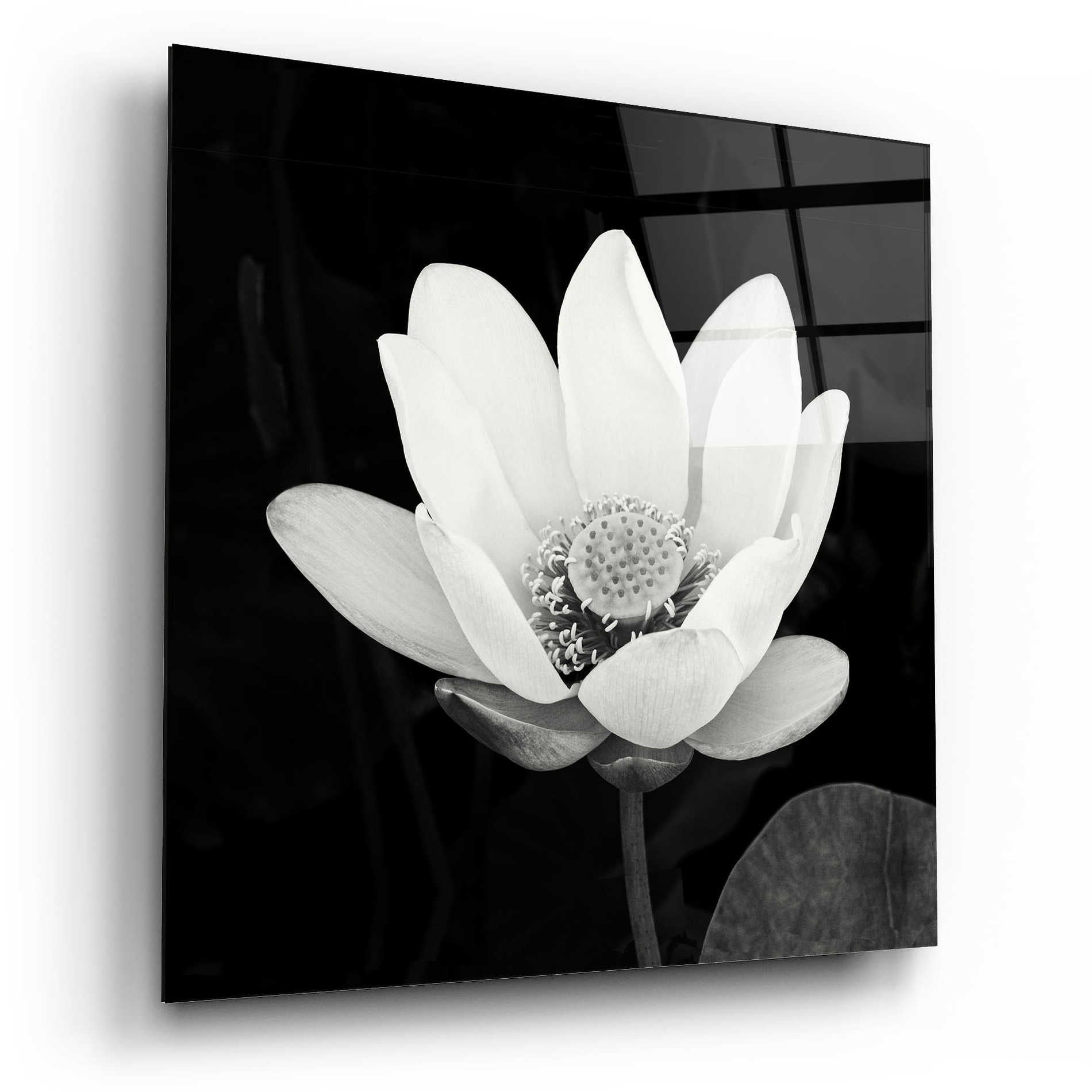 Epic Art 'Lotus Flower I' by Debra Van Swearingen, Acrylic Glass Wall Art,12x12