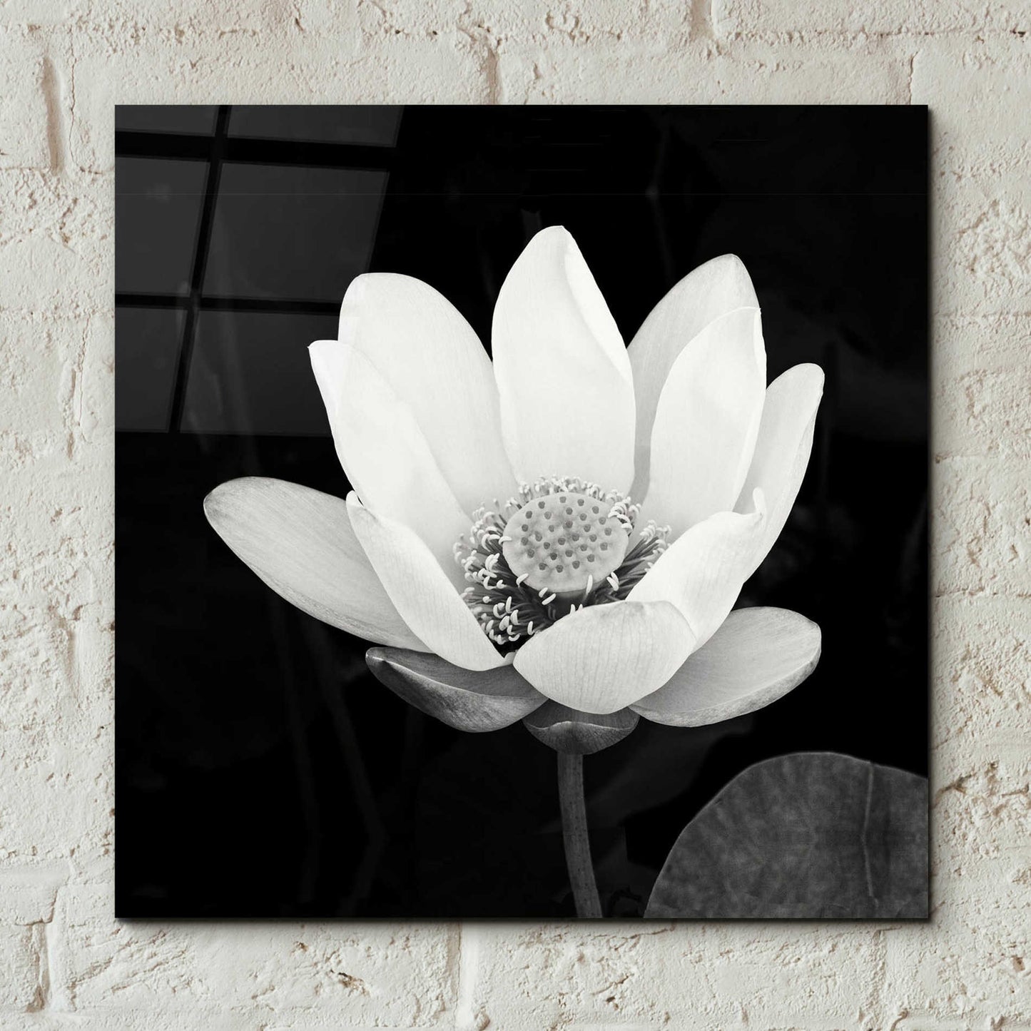 Epic Art 'Lotus Flower I' by Debra Van Swearingen, Acrylic Glass Wall Art,12x12