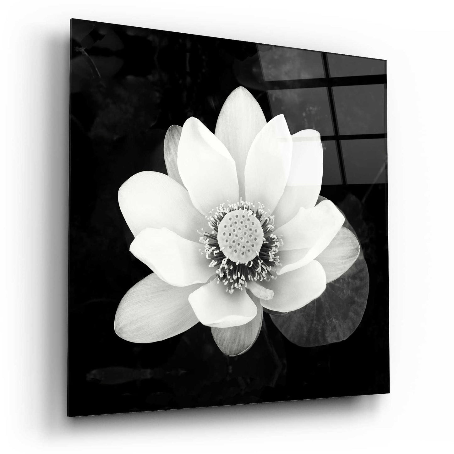 Epic Art 'Lotus Flower II' by Debra Van Swearingen, Acrylic Glass Wall Art,12x12