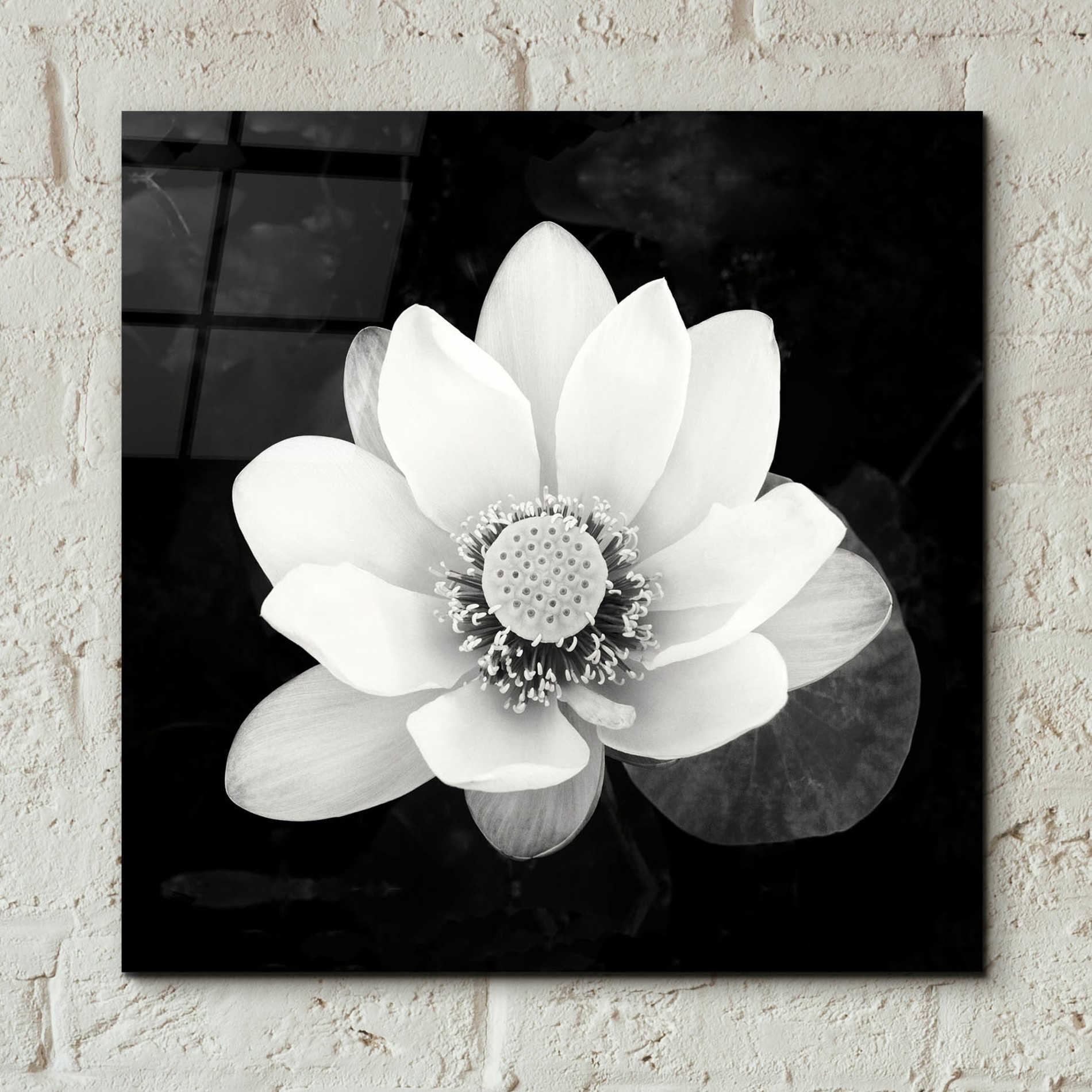 Epic Art 'Lotus Flower II' by Debra Van Swearingen, Acrylic Glass Wall Art,12x12