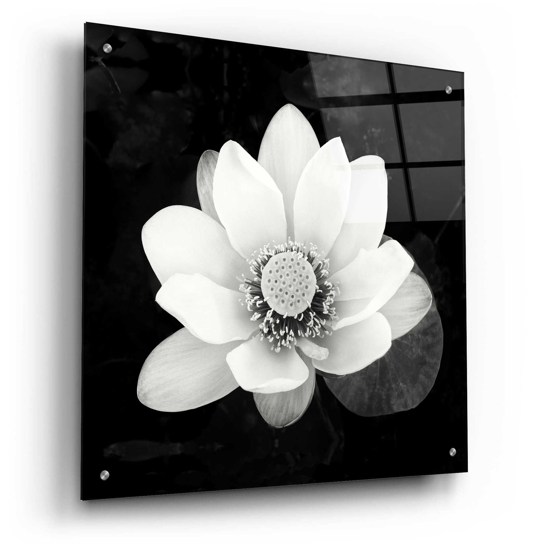 Epic Art 'Lotus Flower II' by Debra Van Swearingen, Acrylic Glass Wall Art,24x24