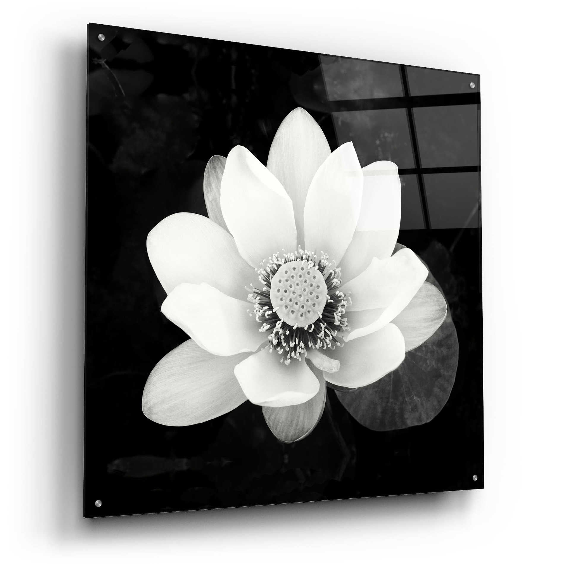 Epic Art 'Lotus Flower II' by Debra Van Swearingen, Acrylic Glass Wall Art,36x36