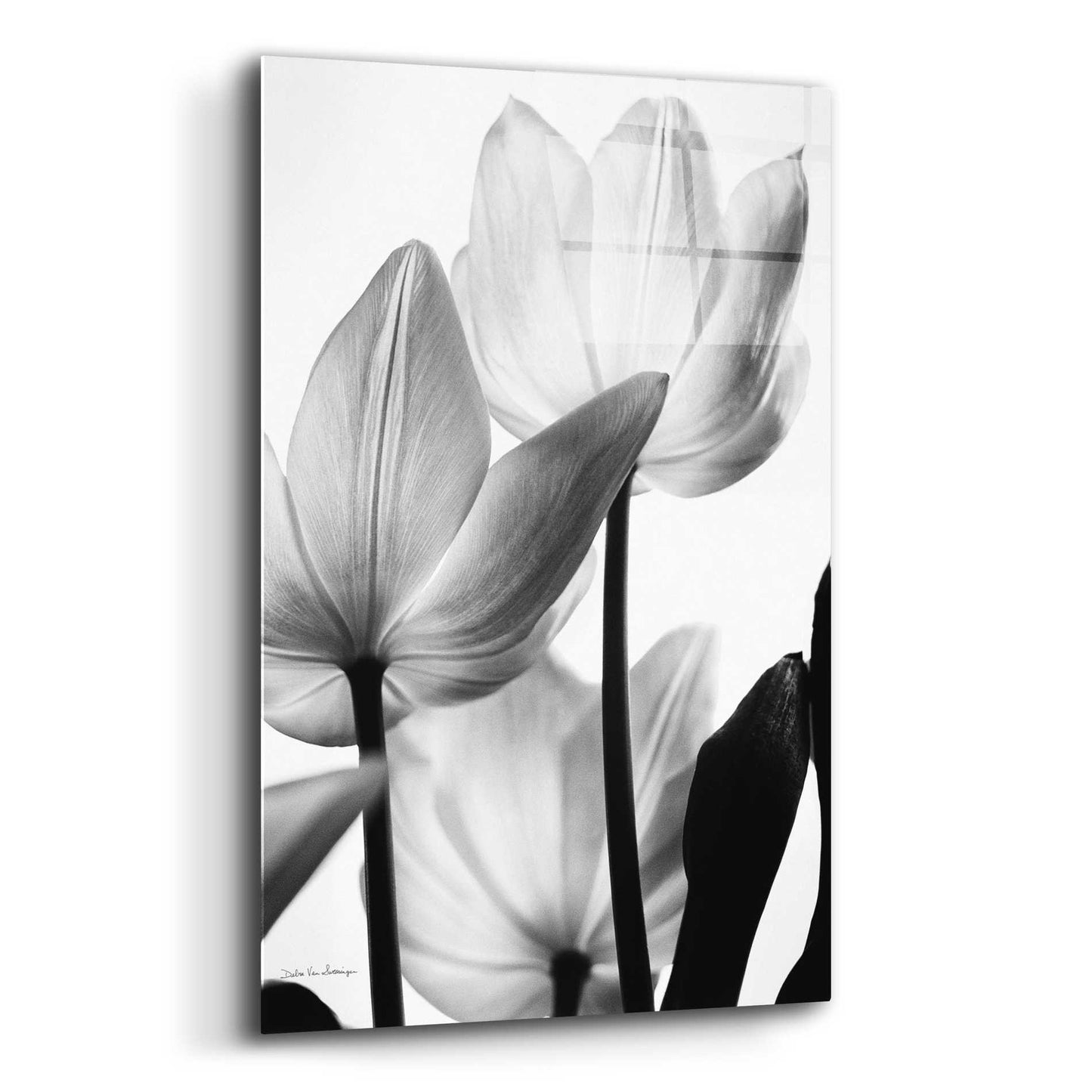 Epic Art 'Translucent Tulips III' by Debra Van Swearingen, Acrylic Glass Wall Art,12x16