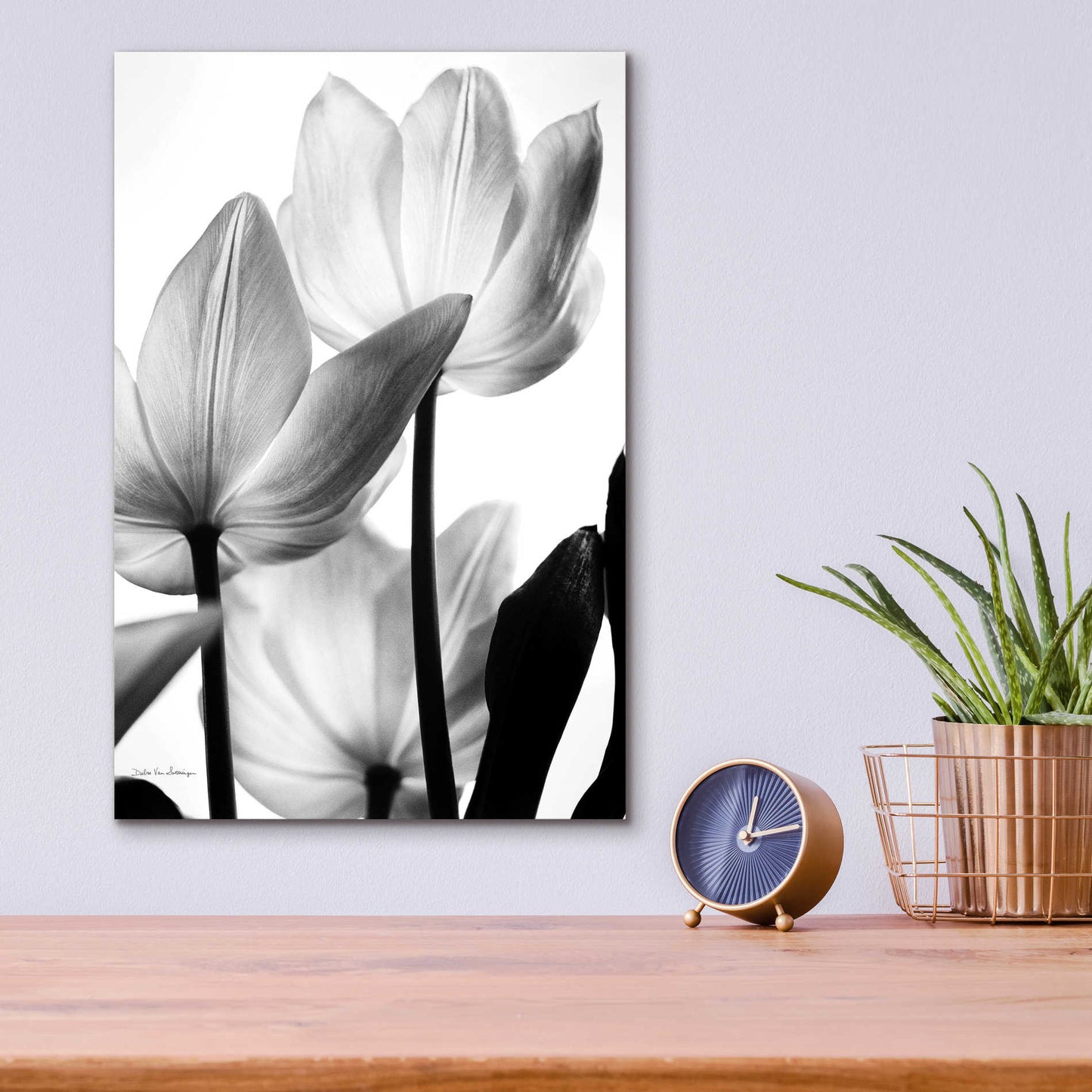 Epic Art 'Translucent Tulips III' by Debra Van Swearingen, Acrylic Glass Wall Art,12x16