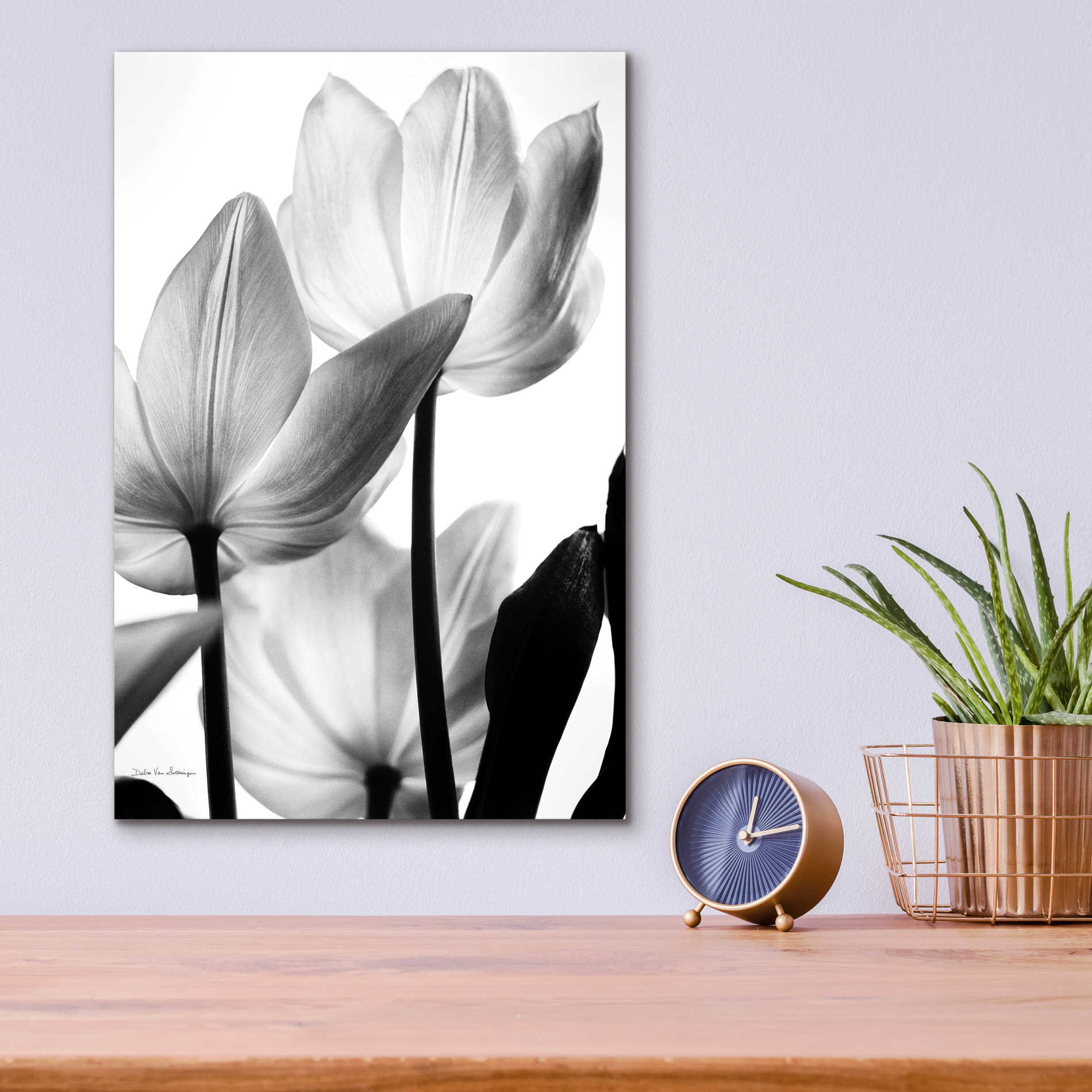 Epic Art 'Translucent Tulips III' by Debra Van Swearingen, Acrylic Glass Wall Art,12x16