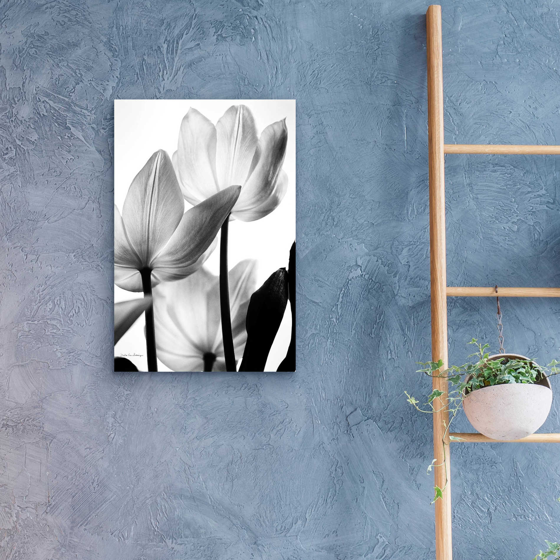 Epic Art 'Translucent Tulips III' by Debra Van Swearingen, Acrylic Glass Wall Art,16x24