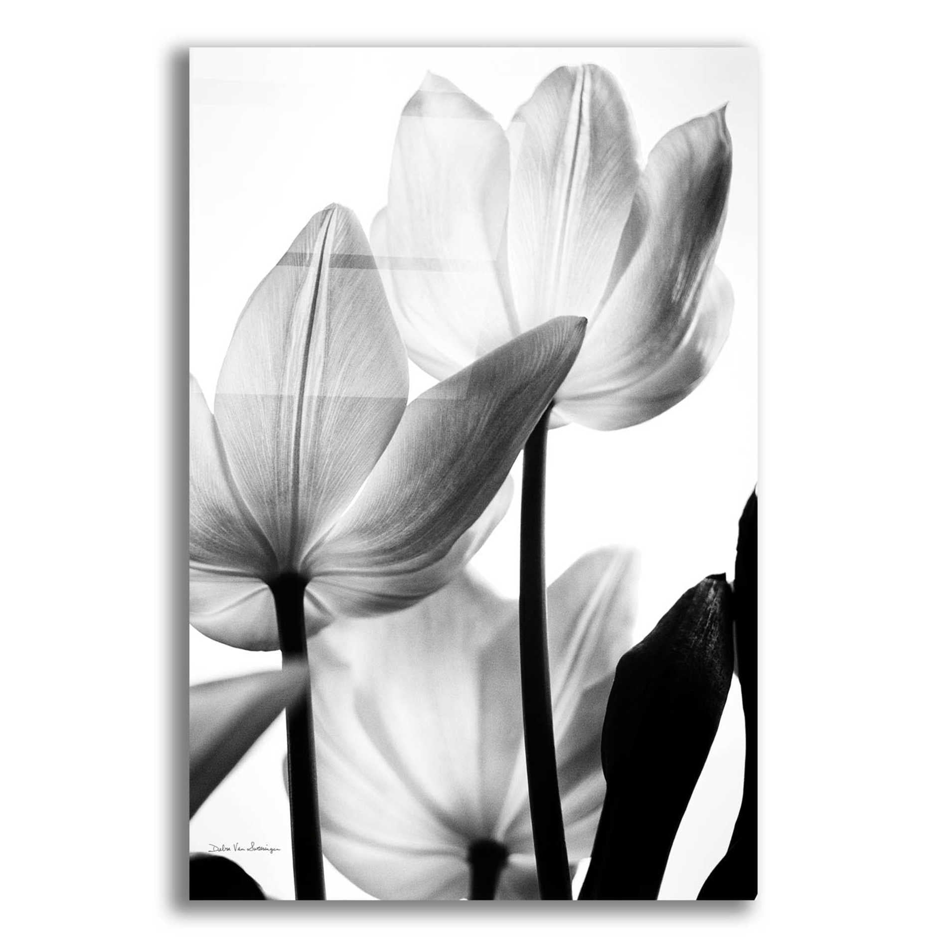 Epic Art 'Translucent Tulips III' by Debra Van Swearingen, Acrylic Glass Wall Art,12x16x1.1x0,18x26x1.1x0,26x34x1.74x0,40x54x1.74x0