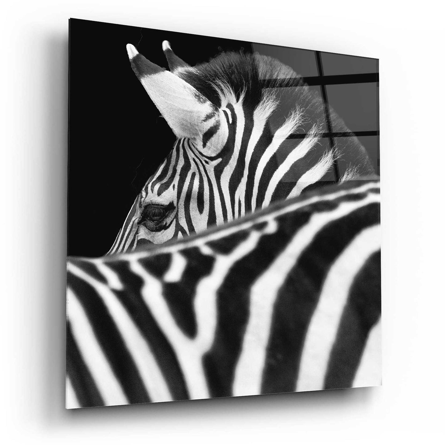 Epic Art 'Zebra III' by Debra Van Swearingen, Acrylic Glass Wall Art,12x12