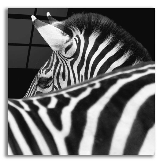 Epic Art 'Zebra III' by Debra Van Swearingen, Acrylic Glass Wall Art,12x12x1.1x0,18x18x1.1x0,26x26x1.74x0,37x37x1.74x0