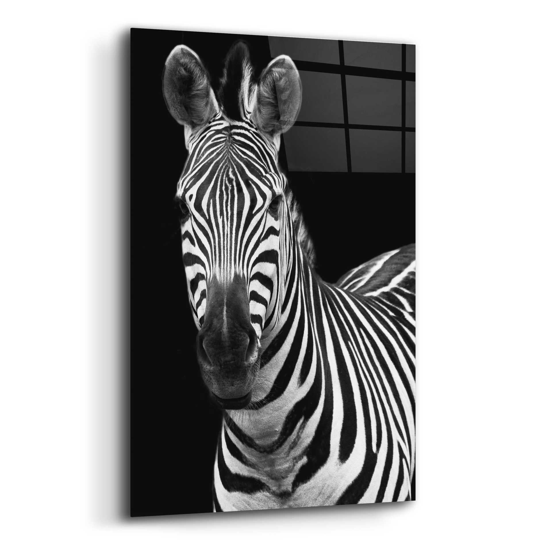 Epic Art 'Zebra II' by Debra Van Swearingen, Acrylic Glass Wall Art,12x16