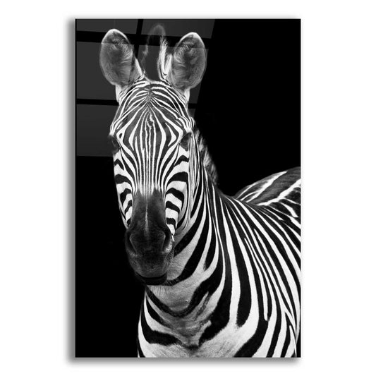 Epic Art 'Zebra II' by Debra Van Swearingen, Acrylic Glass Wall Art,12x16x1.1x0,18x26x1.1x0,26x34x1.74x0,40x54x1.74x0