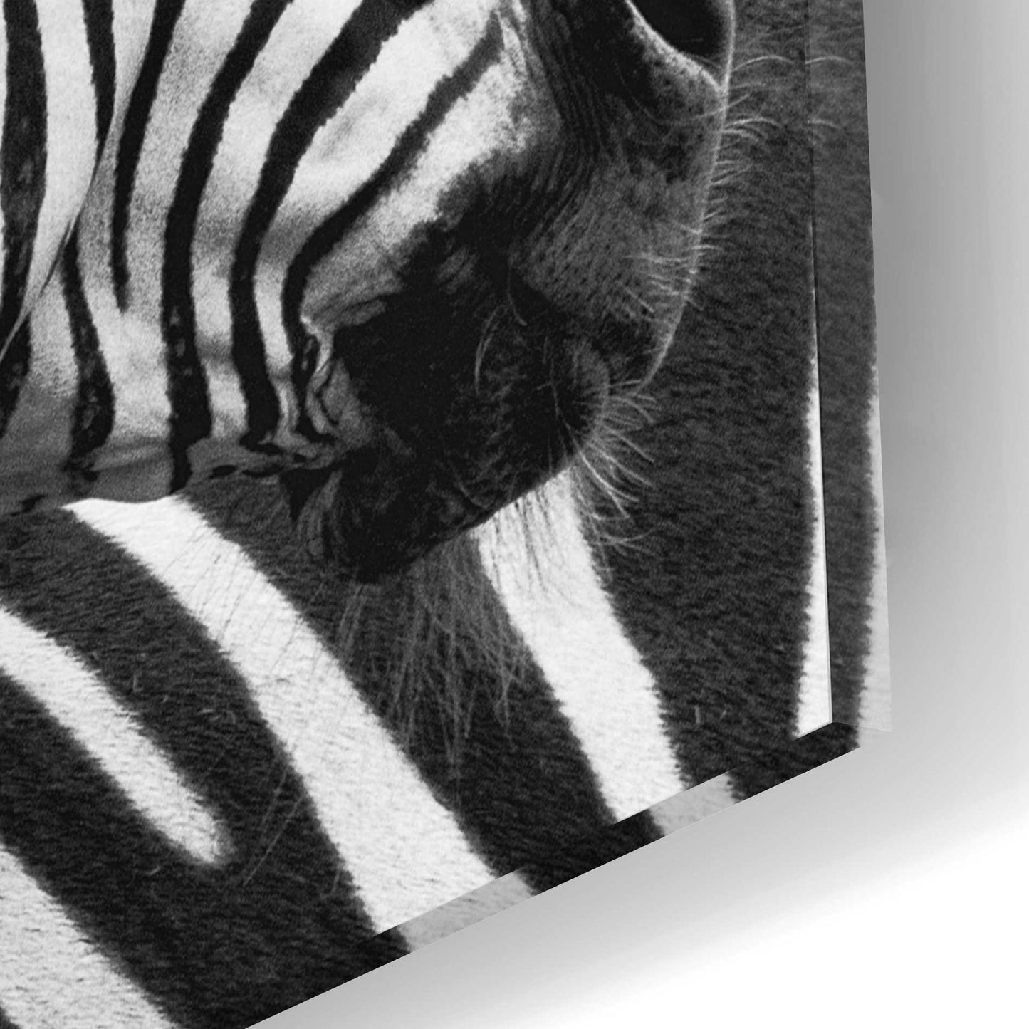 Epic Art 'Zebra I' by Debra Van Swearingen, Acrylic Glass Wall Art,16x12