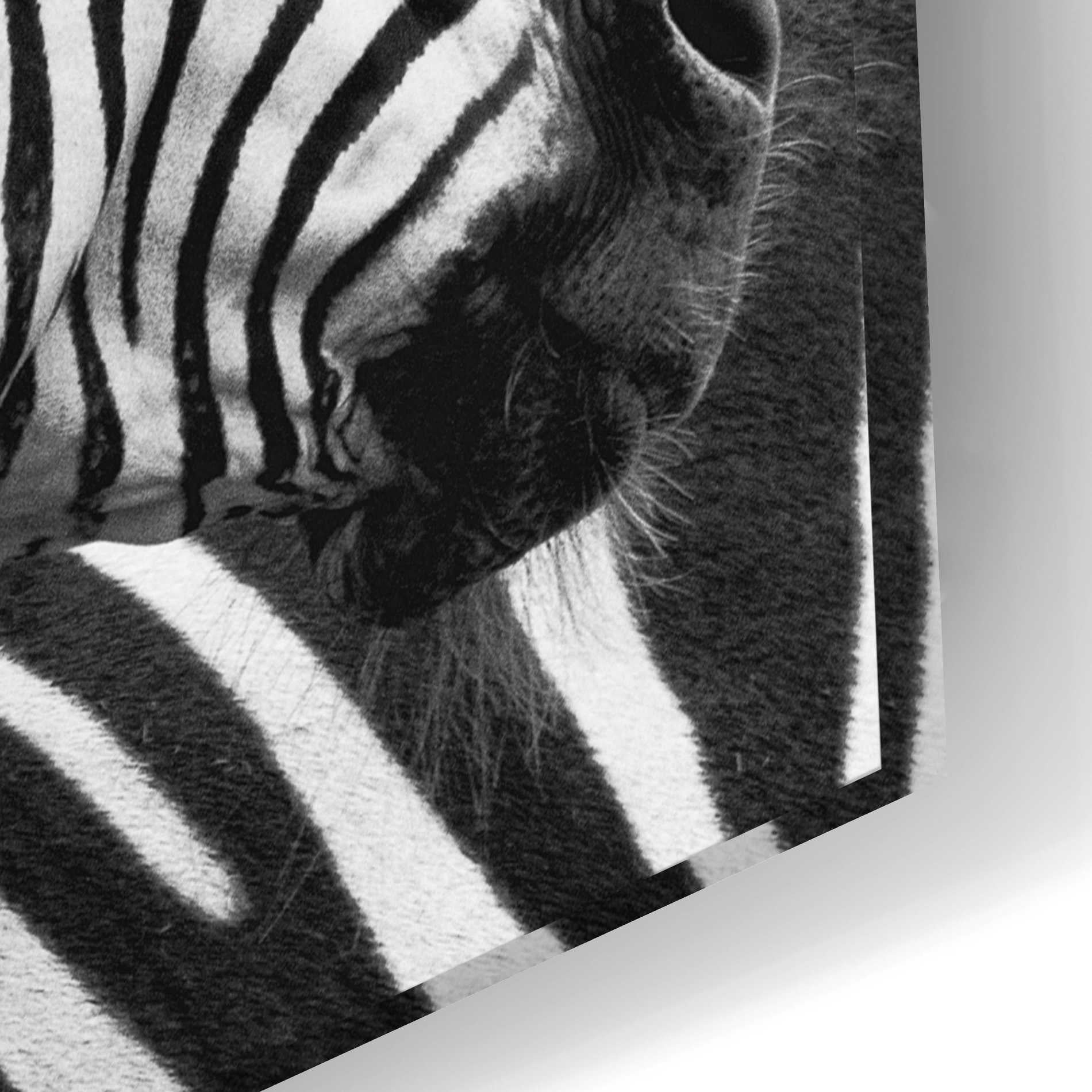 Epic Art 'Zebra I' by Debra Van Swearingen, Acrylic Glass Wall Art,24x16