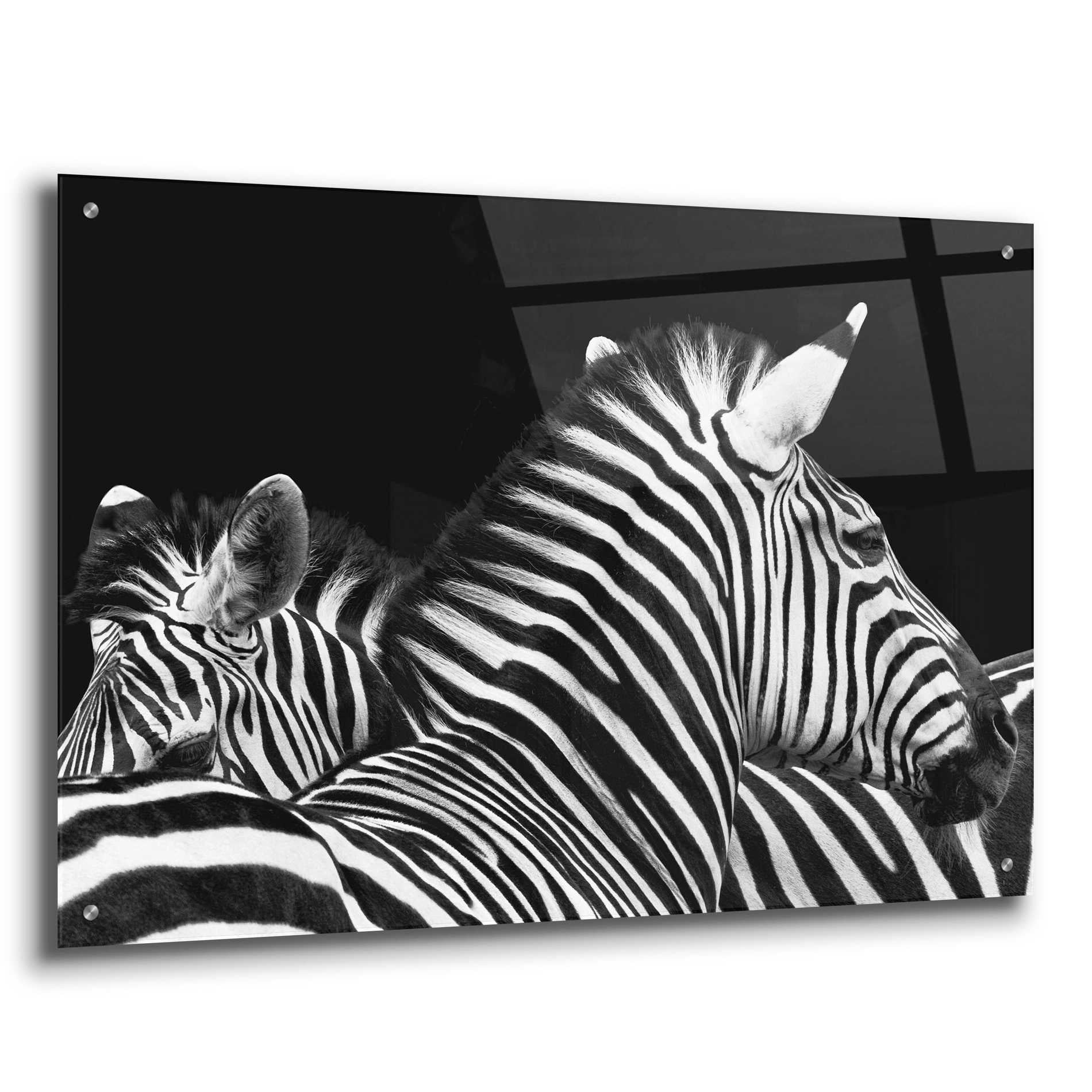 Epic Art 'Zebra I' by Debra Van Swearingen, Acrylic Glass Wall Art,36x24