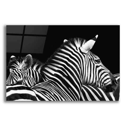 Epic Art 'Zebra I' by Debra Van Swearingen, Acrylic Glass Wall Art,16x12x1.1x0,26x18x1.1x0,34x26x1.74x0,54x40x1.74x0