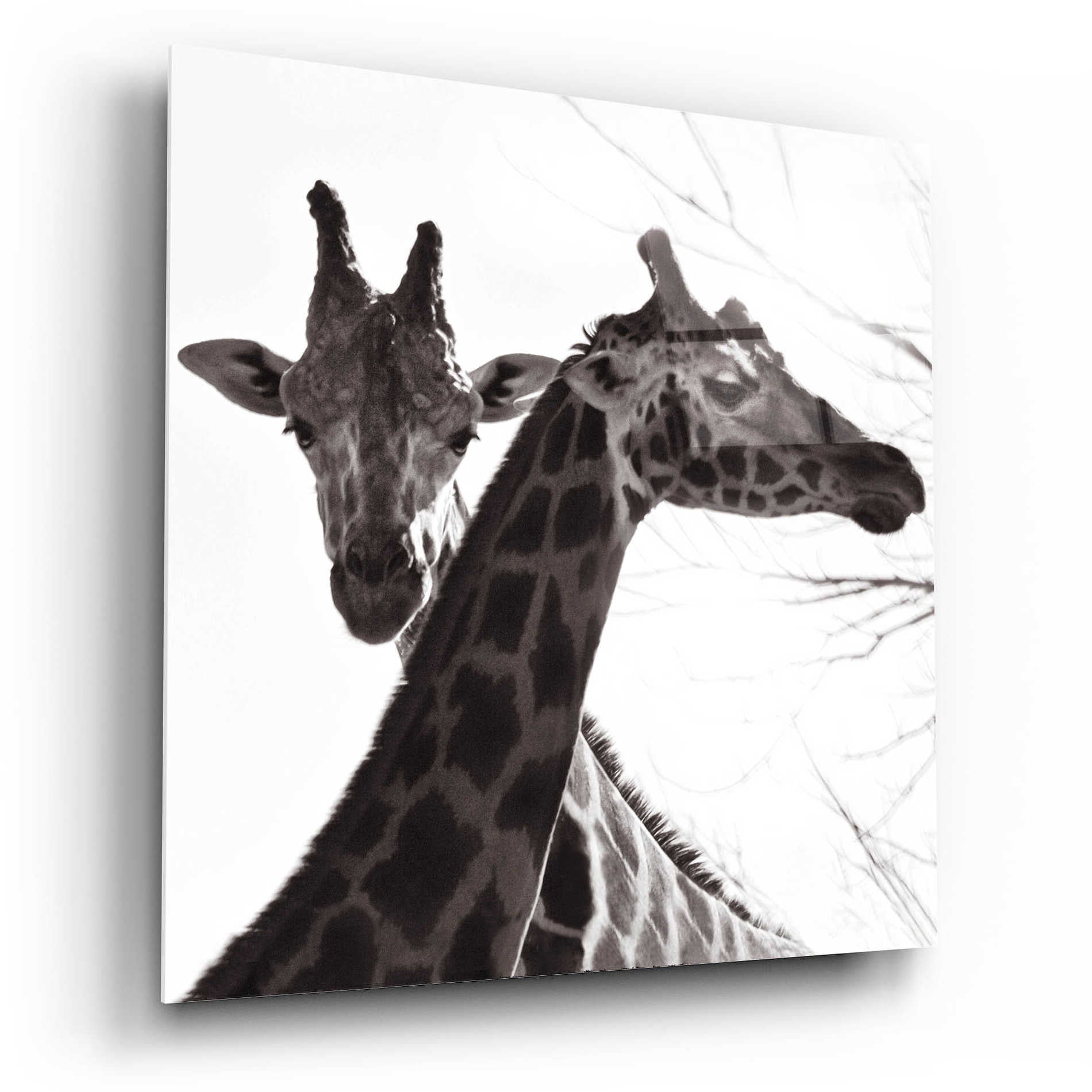 Epic Art 'Giraffe II' by Debra Van Swearingen, Acrylic Glass Wall Art,12x12