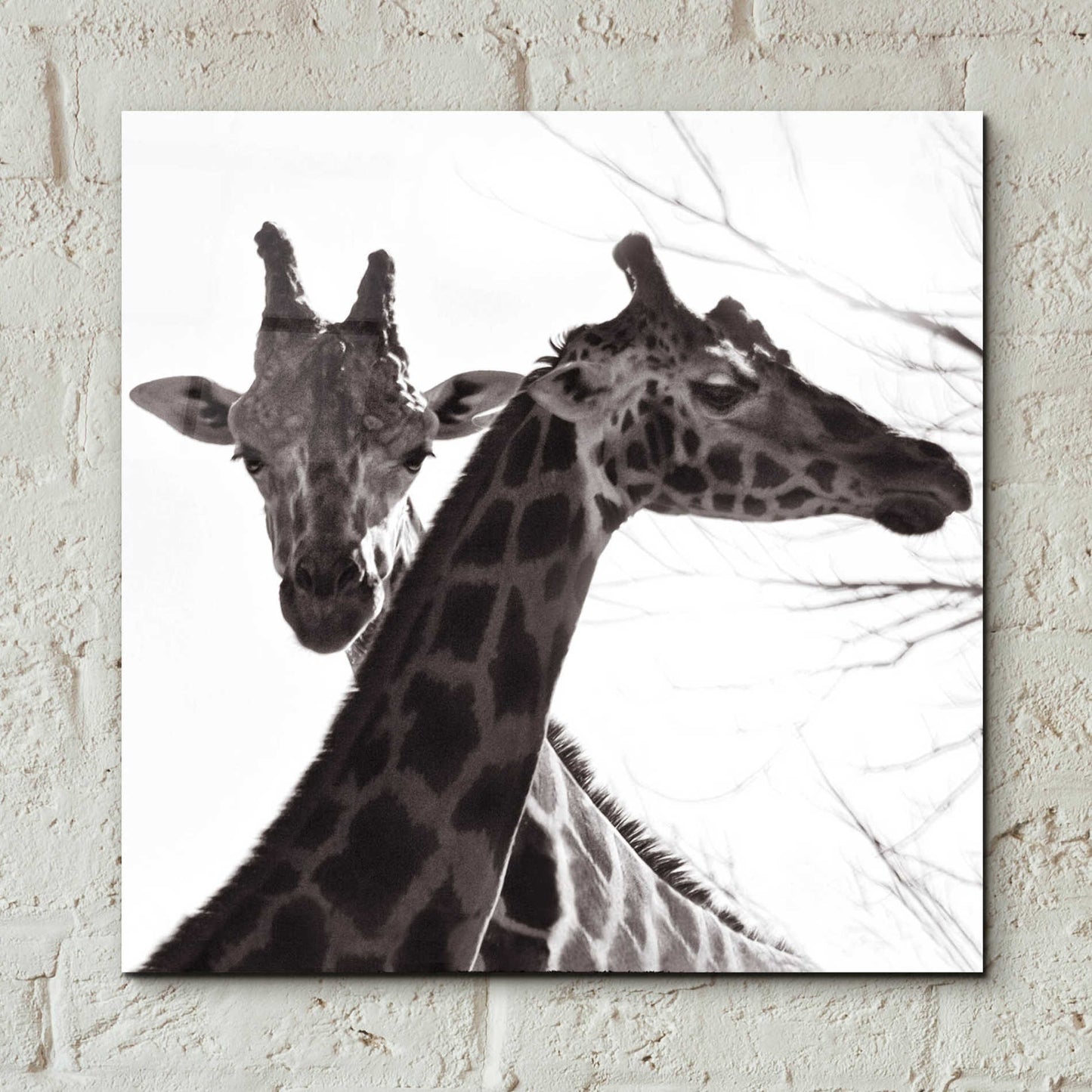 Epic Art 'Giraffe II' by Debra Van Swearingen, Acrylic Glass Wall Art,12x12