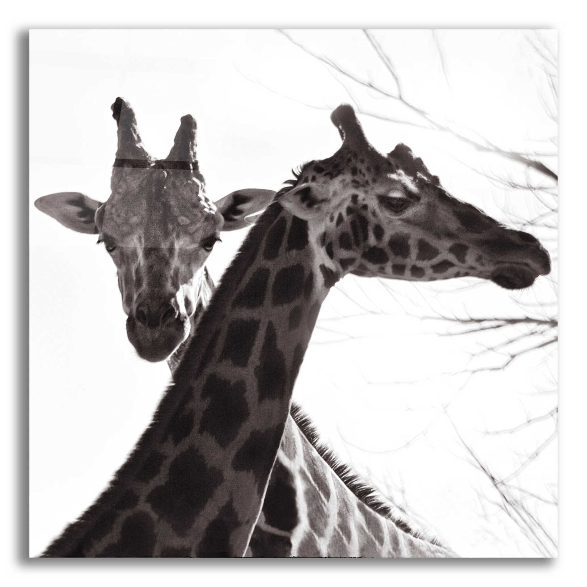 Epic Art 'Giraffe II' by Debra Van Swearingen, Acrylic Glass Wall Art,12x12