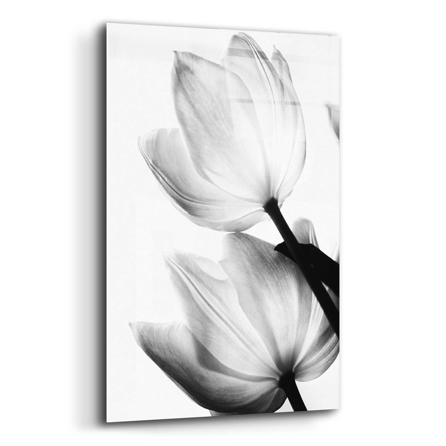 Epic Art 'Translucent Tulips II' by Debra Van Swearingen, Acrylic Glass Wall Art,12x16