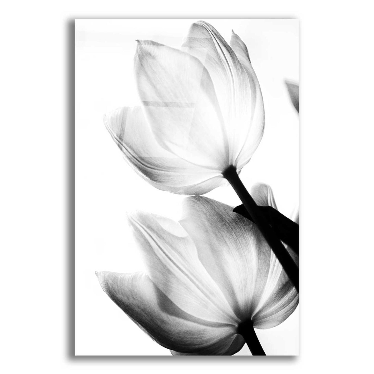 Epic Art 'Translucent Tulips II' by Debra Van Swearingen, Acrylic Glass Wall Art,12x16x1.1x0,18x26x1.1x0,26x34x1.74x0,40x54x1.74x0