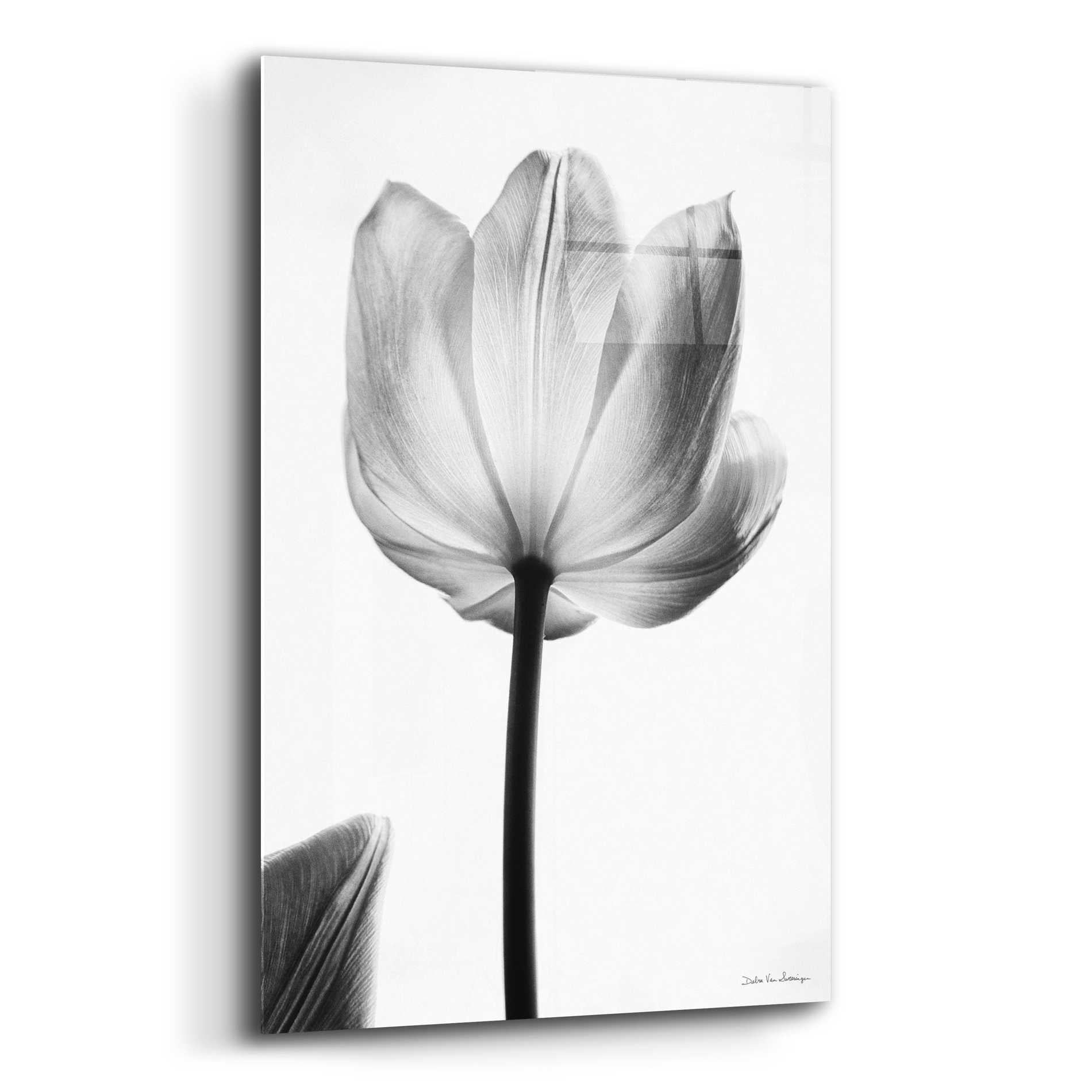 Epic Art 'Translucent Tulips I' by Debra Van Swearingen, Acrylic Glass Wall Art,12x16