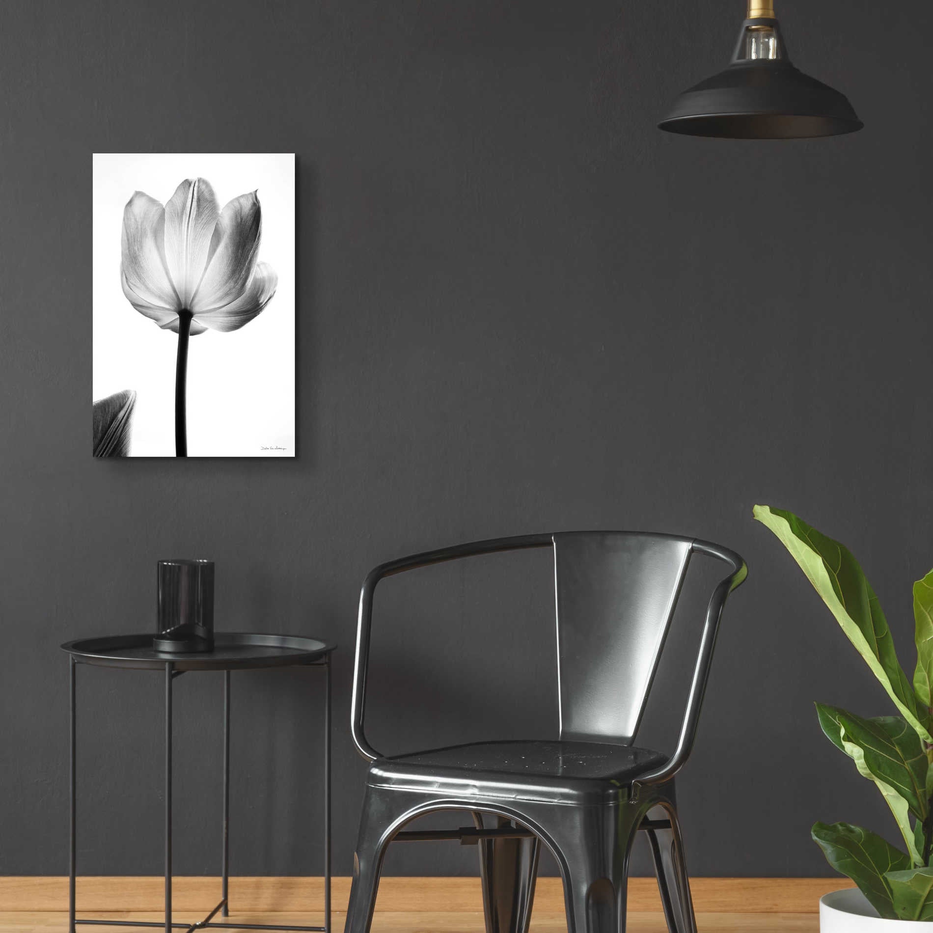 Epic Art 'Translucent Tulips I' by Debra Van Swearingen, Acrylic Glass Wall Art,16x24