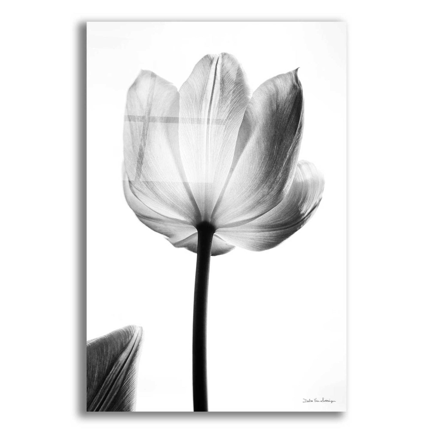 Epic Art 'Translucent Tulips I' by Debra Van Swearingen, Acrylic Glass Wall Art,16x24