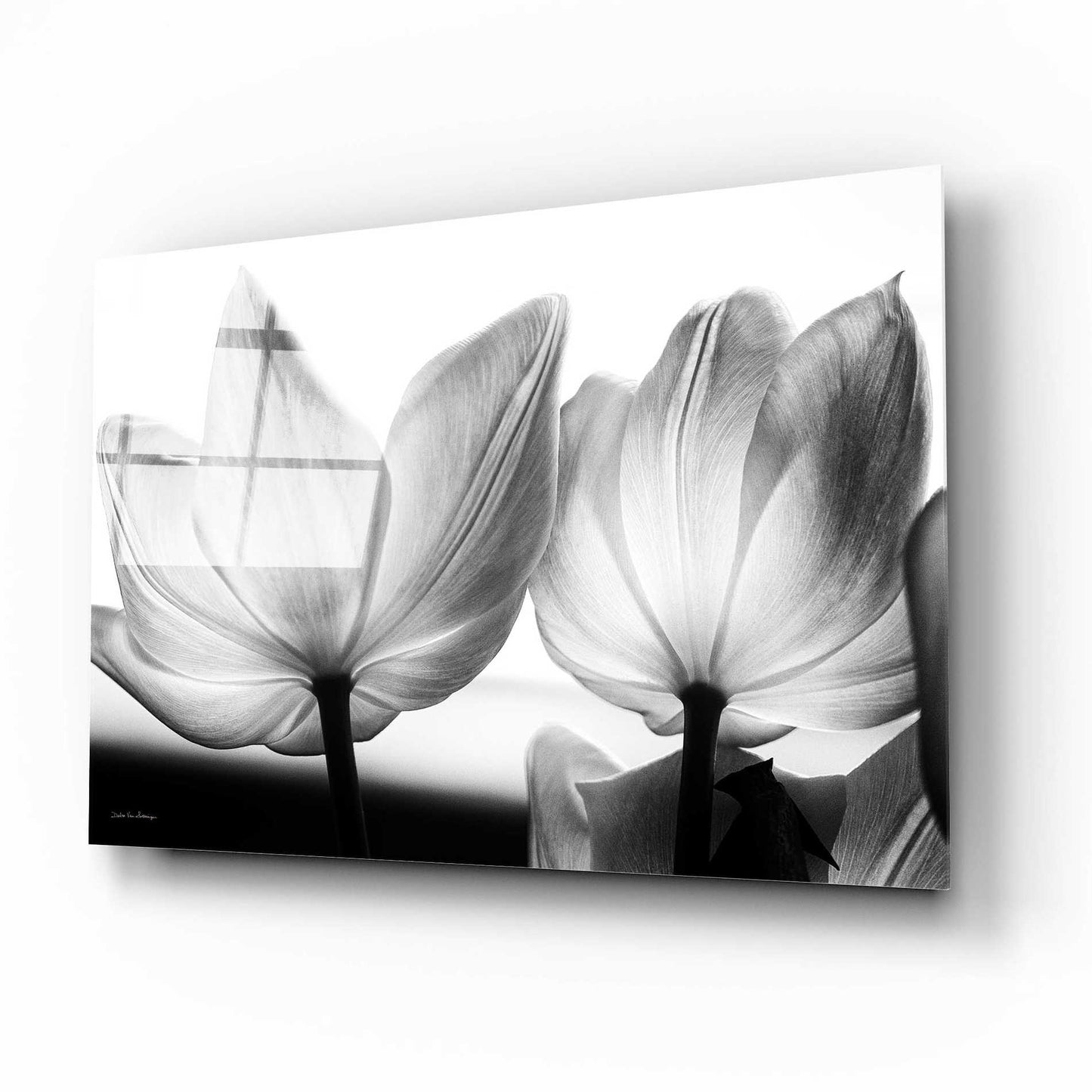 Epic Art 'Translucent Tulips V' by Debra Van Swearingen, Acrylic Glass Wall Art,16x12