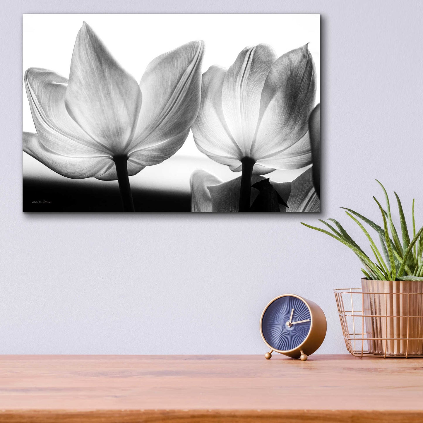 Epic Art 'Translucent Tulips V' by Debra Van Swearingen, Acrylic Glass Wall Art,16x12