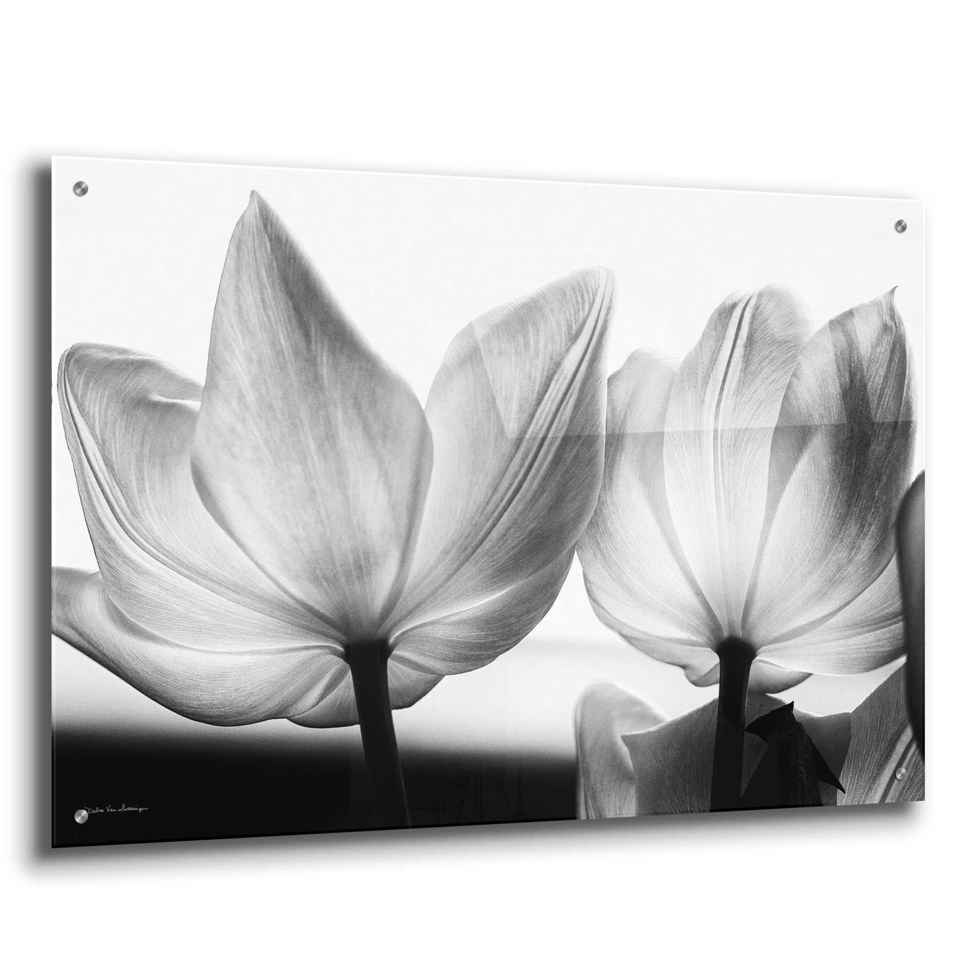 Epic Art 'Translucent Tulips V' by Debra Van Swearingen, Acrylic Glass Wall Art,36x24