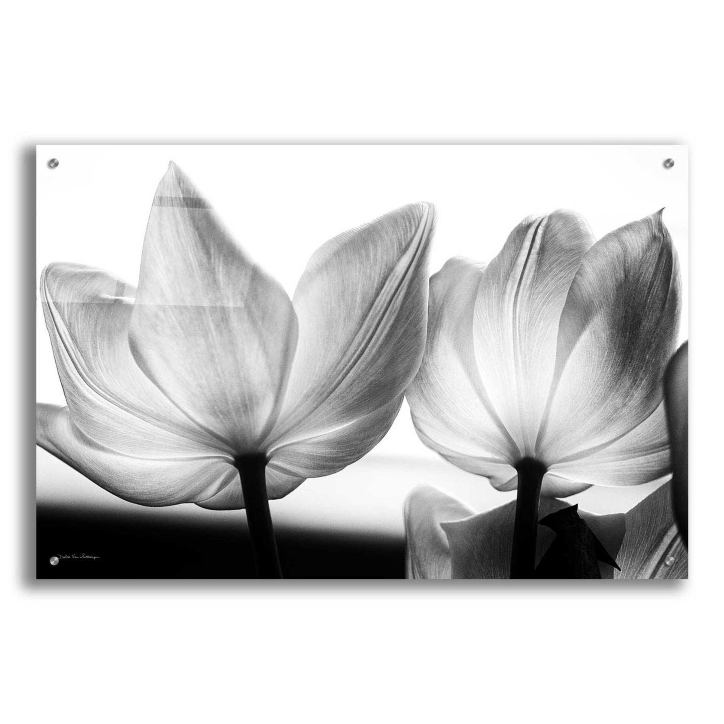 Epic Art 'Translucent Tulips V' by Debra Van Swearingen, Acrylic Glass Wall Art,36x24