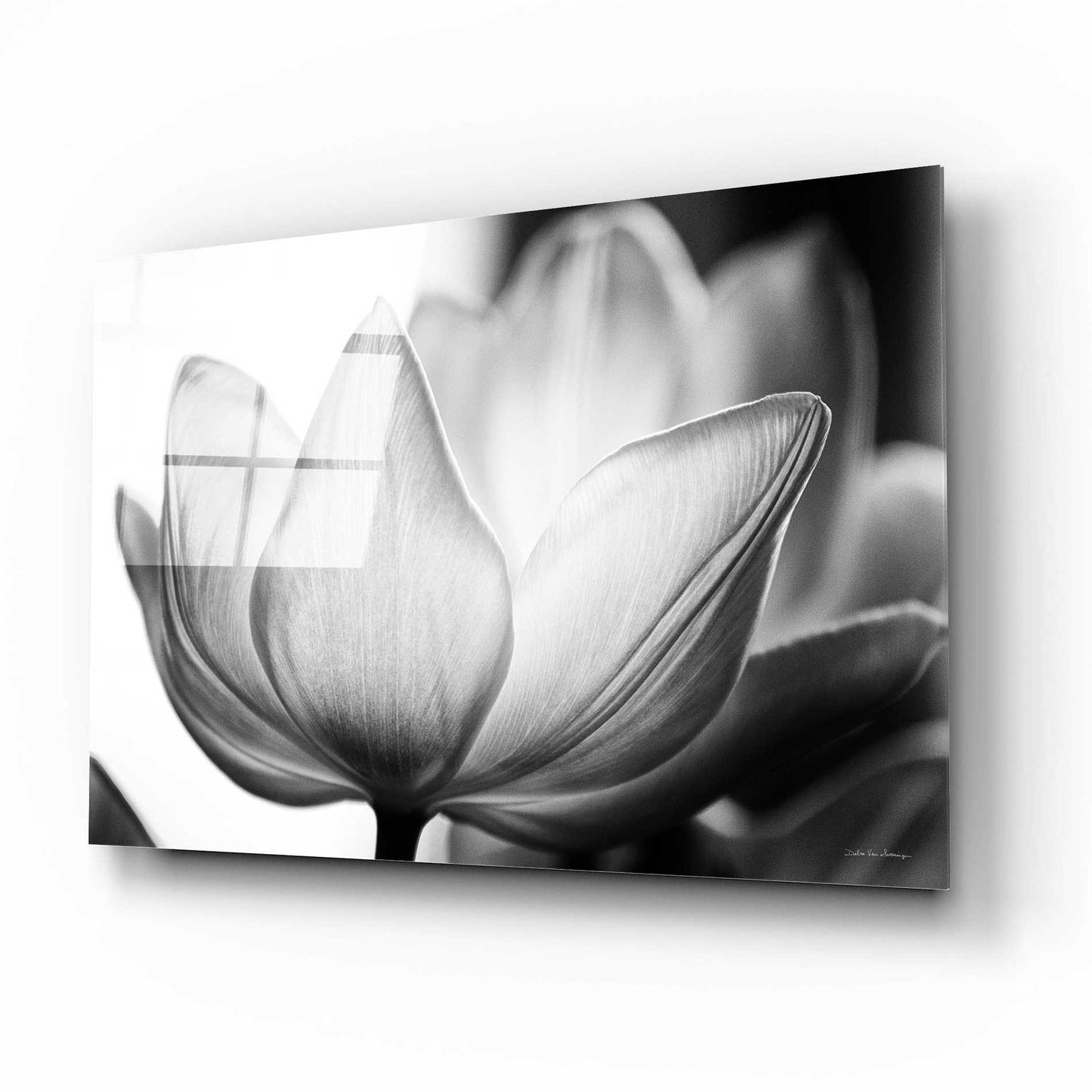 Epic Art 'Translucent Tulips VI' by Debra Van Swearingen, Acrylic Glass Wall Art,16x12