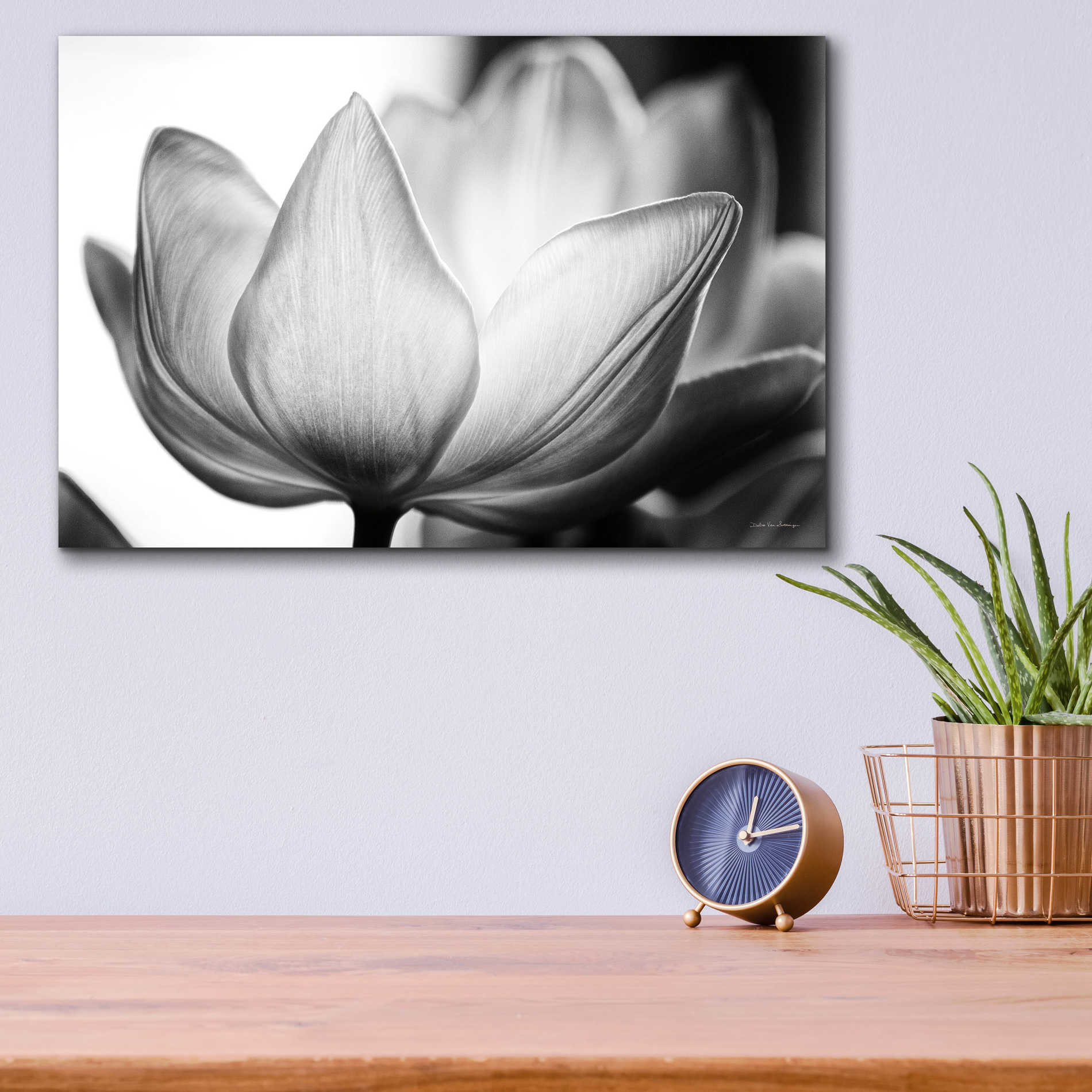 Epic Art 'Translucent Tulips VI' by Debra Van Swearingen, Acrylic Glass Wall Art,16x12