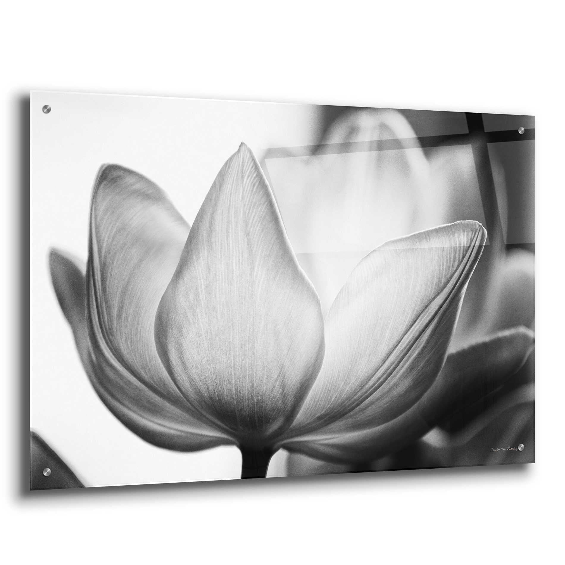 Epic Art 'Translucent Tulips VI' by Debra Van Swearingen, Acrylic Glass Wall Art,36x24