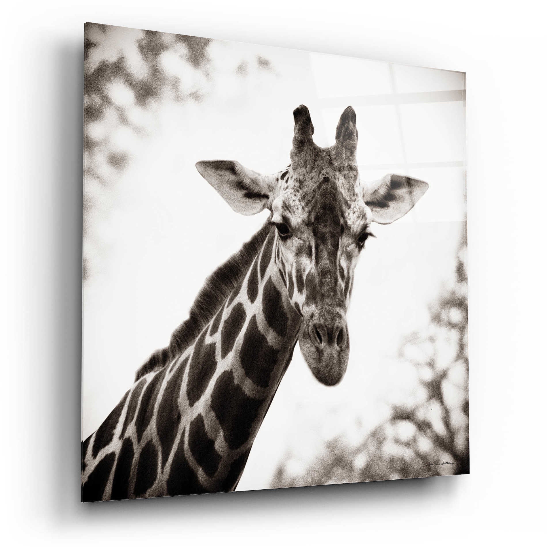 Epic Art 'Giraffe I' by Debra Van Swearingen, Acrylic Glass Wall Art,12x12