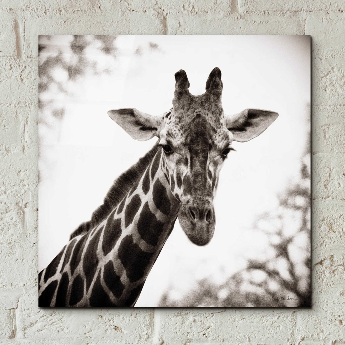 Epic Art 'Giraffe I' by Debra Van Swearingen, Acrylic Glass Wall Art,12x12