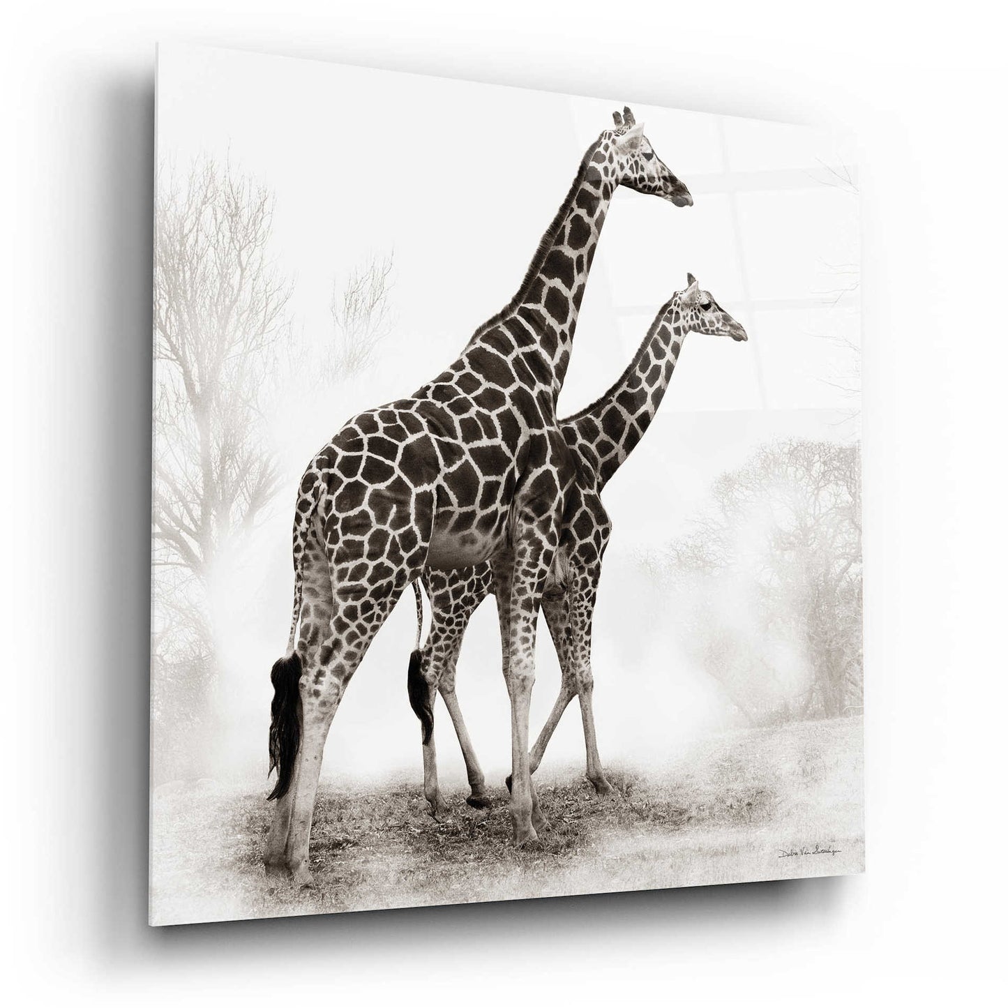 Epic Art 'Giraffe III' by Debra Van Swearingen, Acrylic Glass Wall Art,12x12