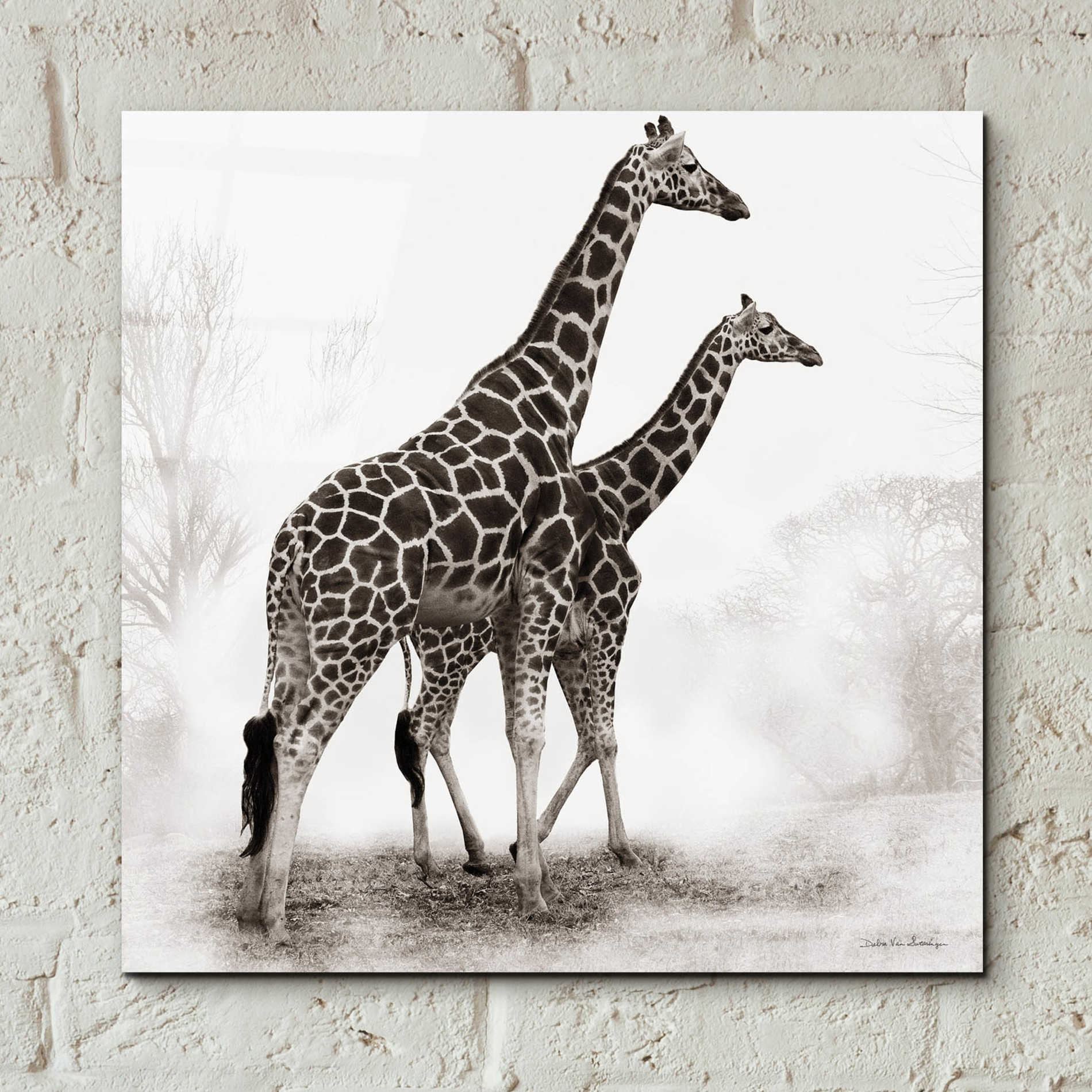 Epic Art 'Giraffe III' by Debra Van Swearingen, Acrylic Glass Wall Art,12x12