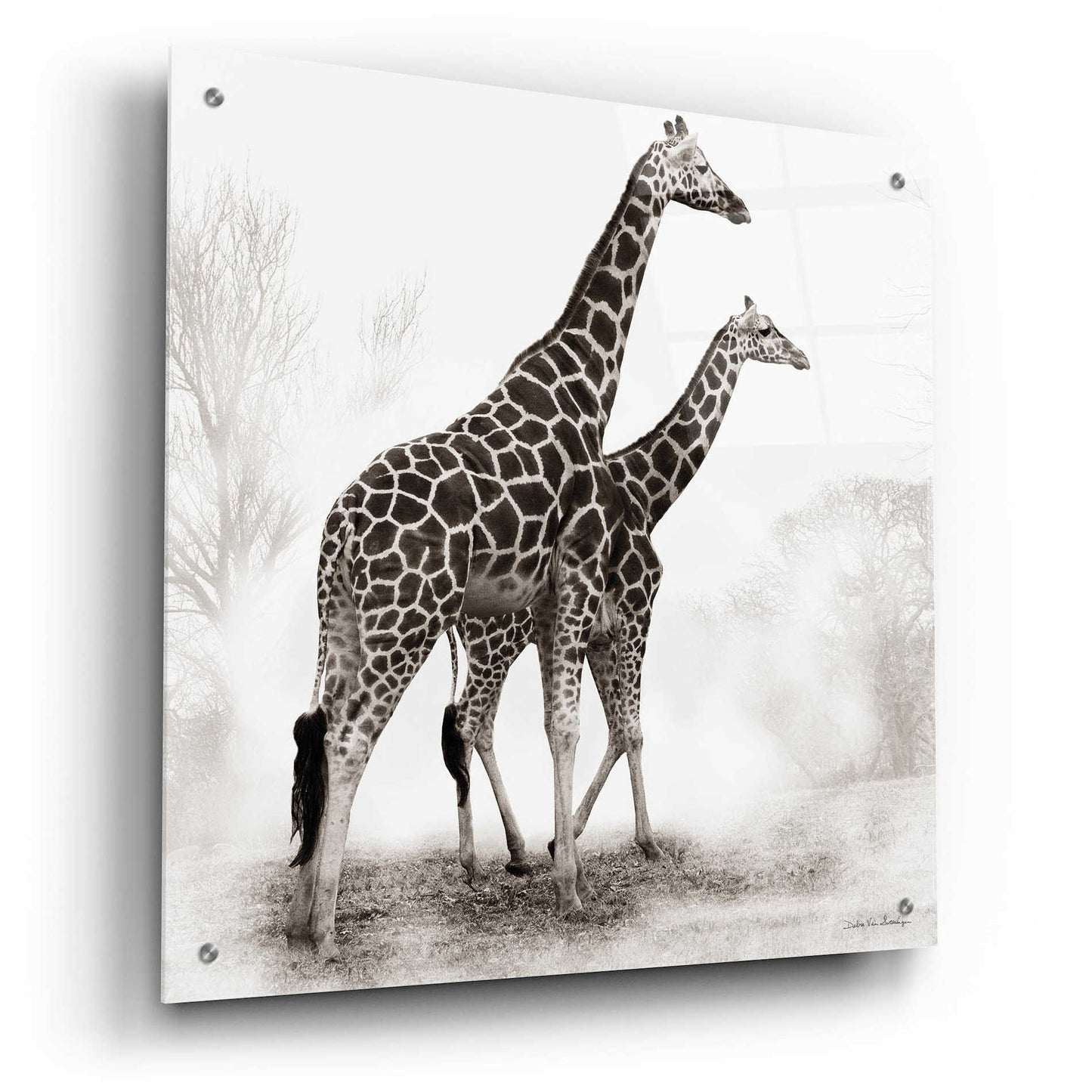 Epic Art 'Giraffe III' by Debra Van Swearingen, Acrylic Glass Wall Art,24x24