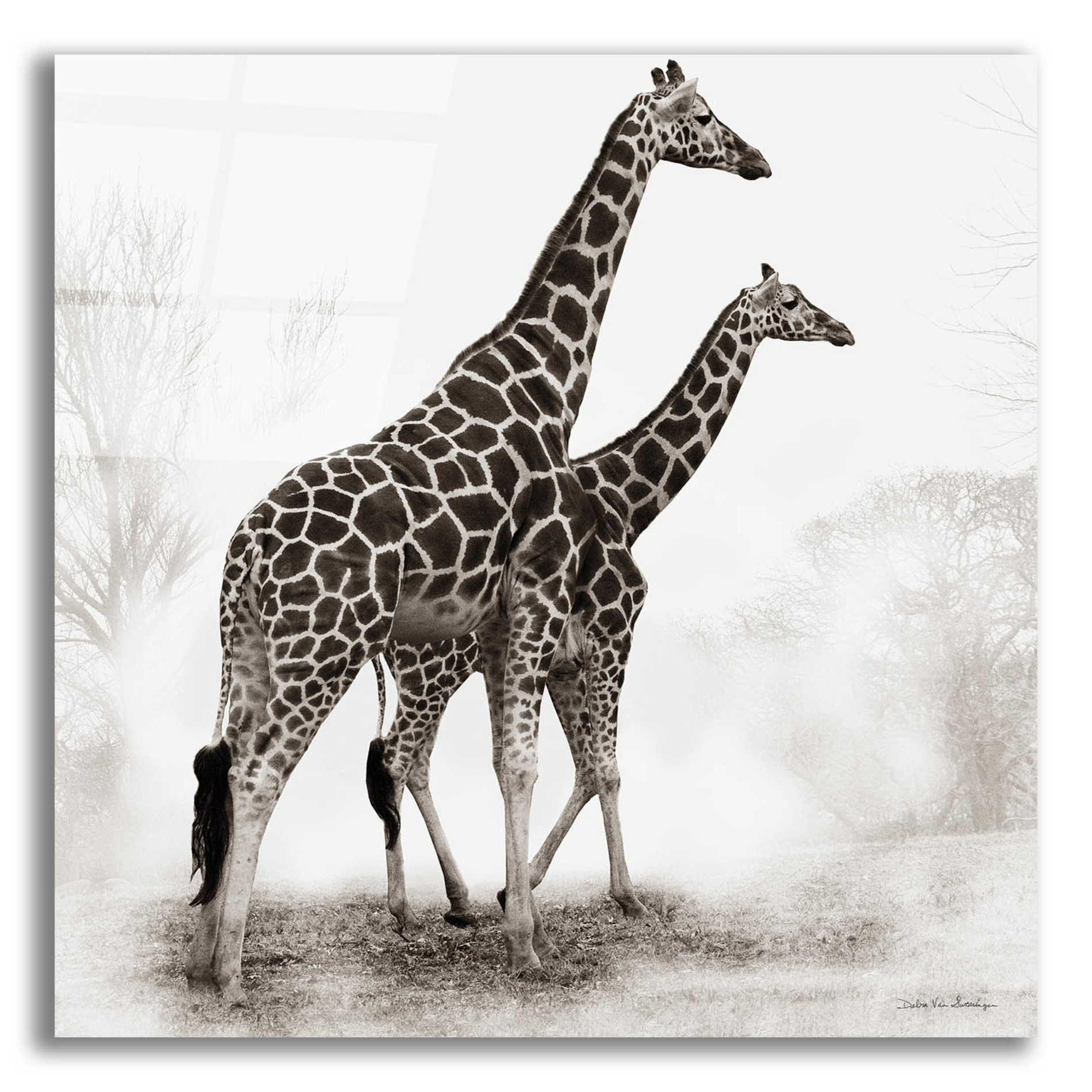 Epic Art 'Giraffe III' by Debra Van Swearingen, Acrylic Glass Wall Art,12x12x1.1x0,18x18x1.1x0,26x26x1.74x0,37x37x1.74x0