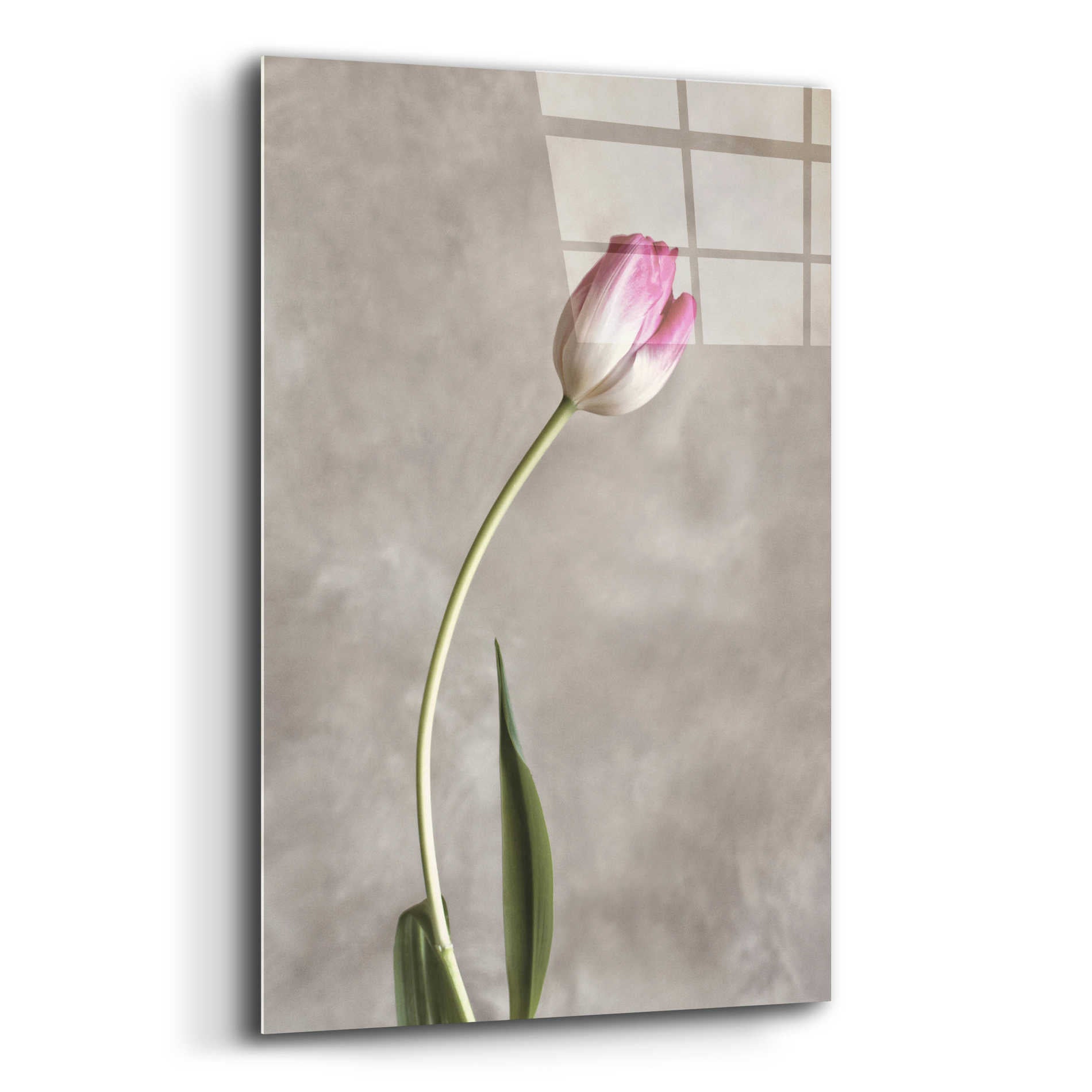 Epic Art 'Fresh Tulips I' by Debra Van Swearingen, Acrylic Glass Wall Art,12x16