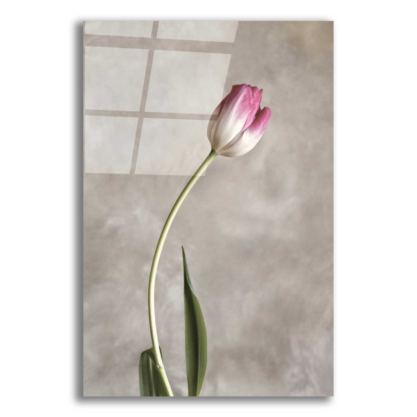 Epic Art 'Fresh Tulips I' by Debra Van Swearingen, Acrylic Glass Wall Art,12x16