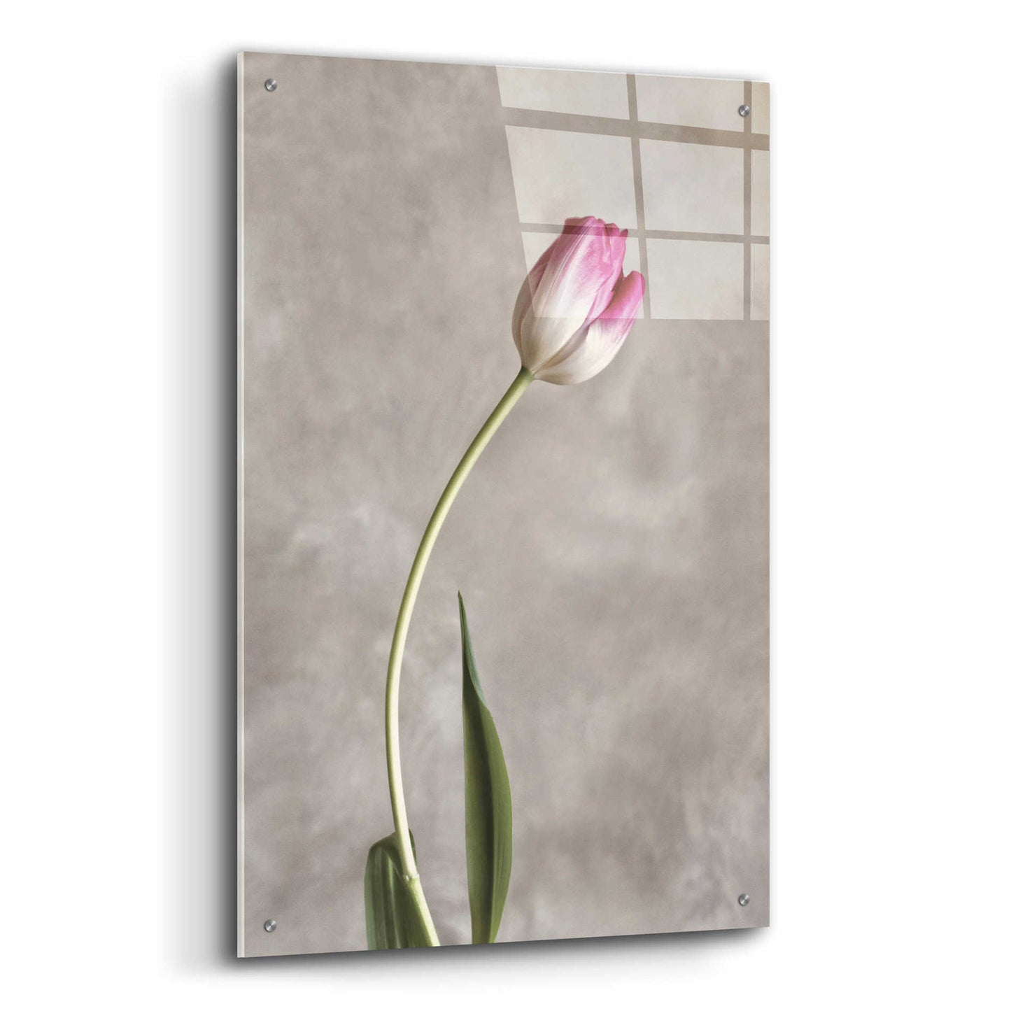 Epic Art 'Fresh Tulips I' by Debra Van Swearingen, Acrylic Glass Wall Art,24x36