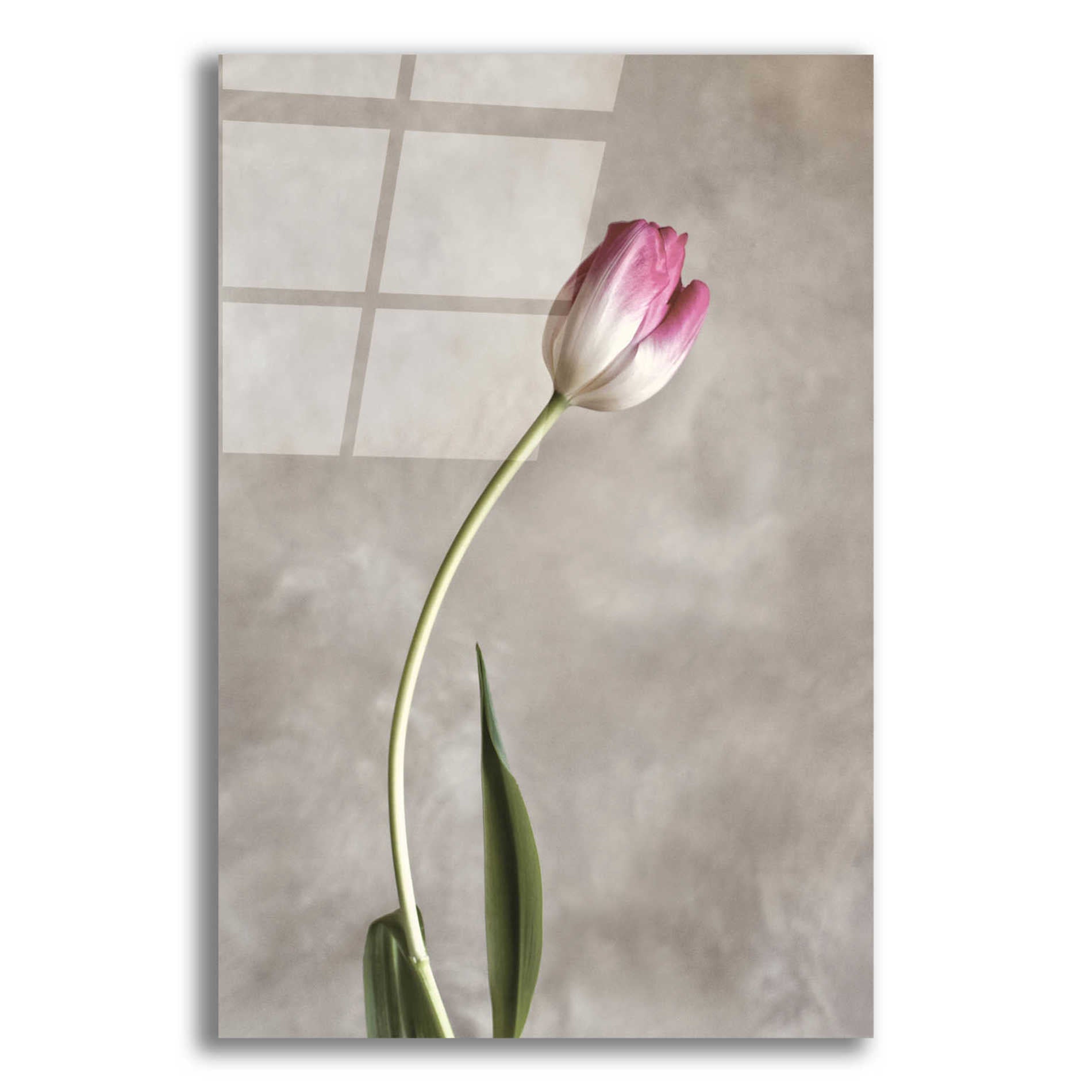 Epic Art 'Fresh Tulips I' by Debra Van Swearingen, Acrylic Glass Wall Art,12x18x1.1x0,18x26x1.1x0,26x40x1.74x0,40x60x1.74x0