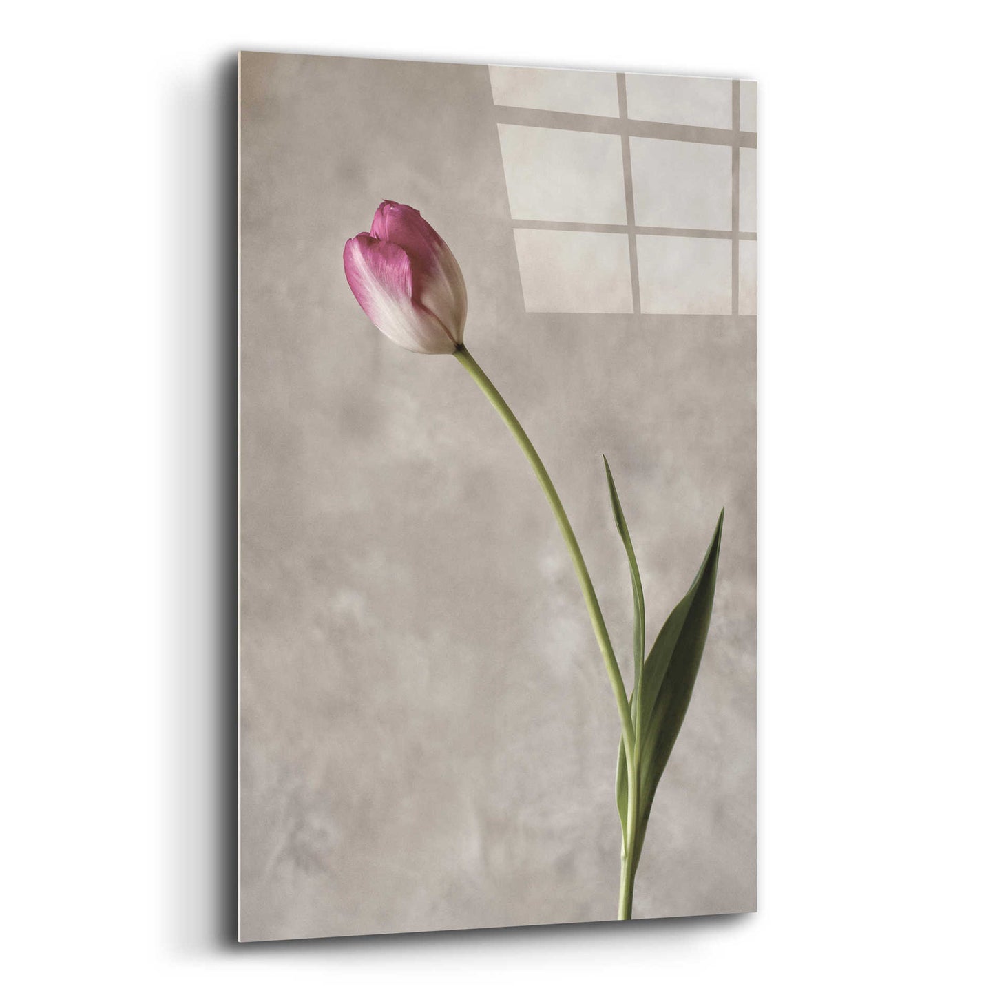 Epic Art 'Fresh Tulips II' by Debra Van Swearingen, Acrylic Glass Wall Art,12x16