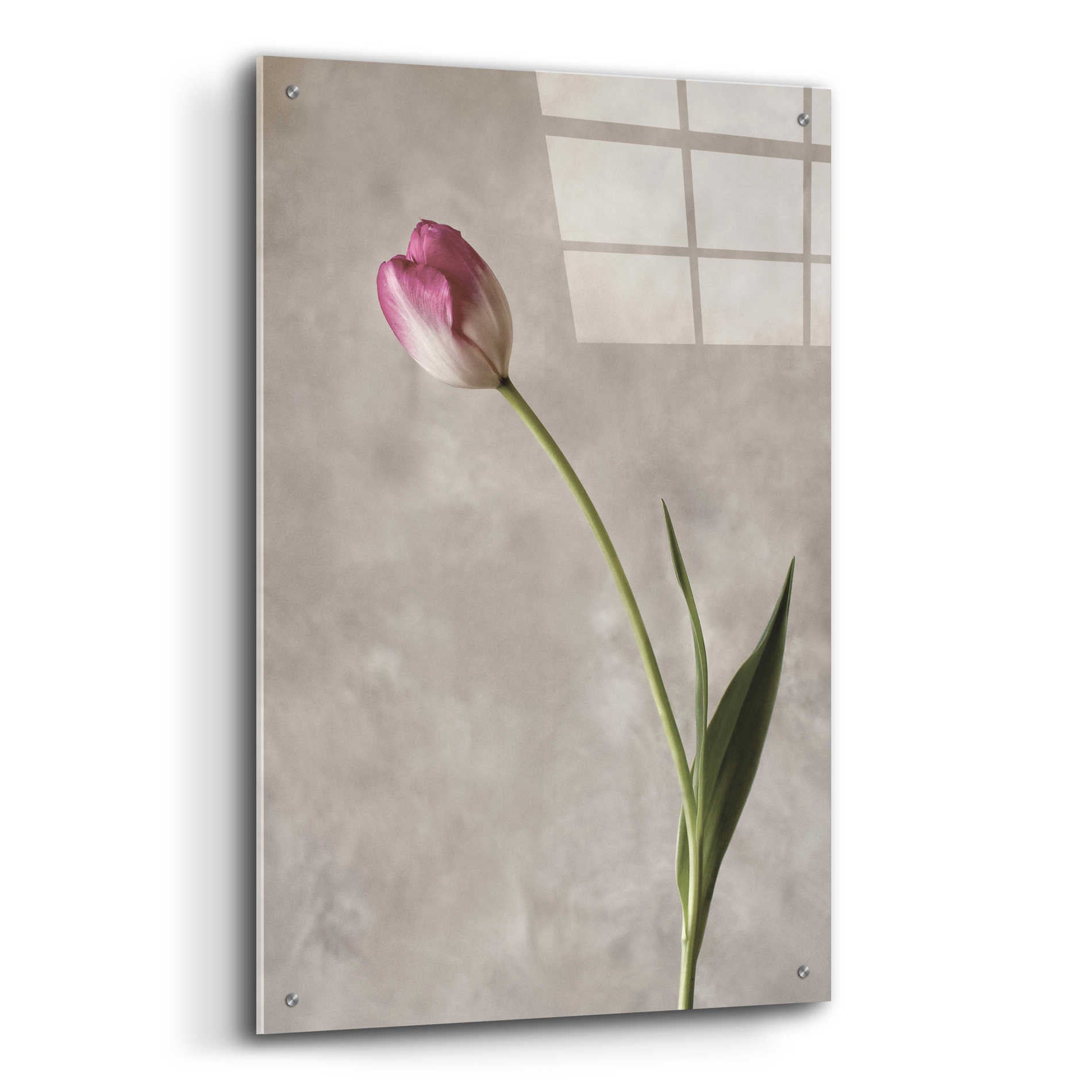 Epic Art 'Fresh Tulips II' by Debra Van Swearingen, Acrylic Glass Wall Art,24x36