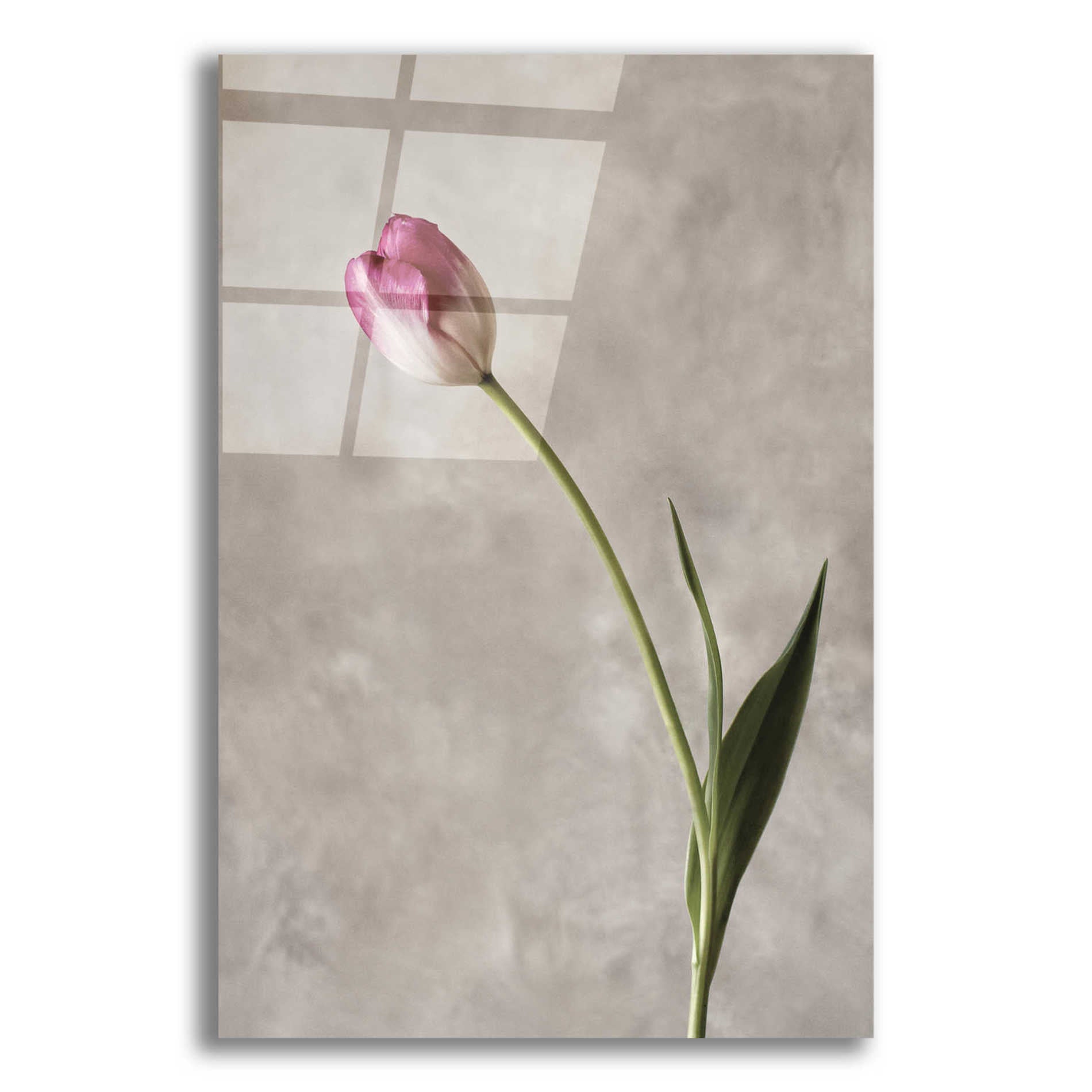 Epic Art 'Fresh Tulips II' by Debra Van Swearingen, Acrylic Glass Wall Art,12x18x1.1x0,18x26x1.1x0,26x40x1.74x0,40x60x1.74x0