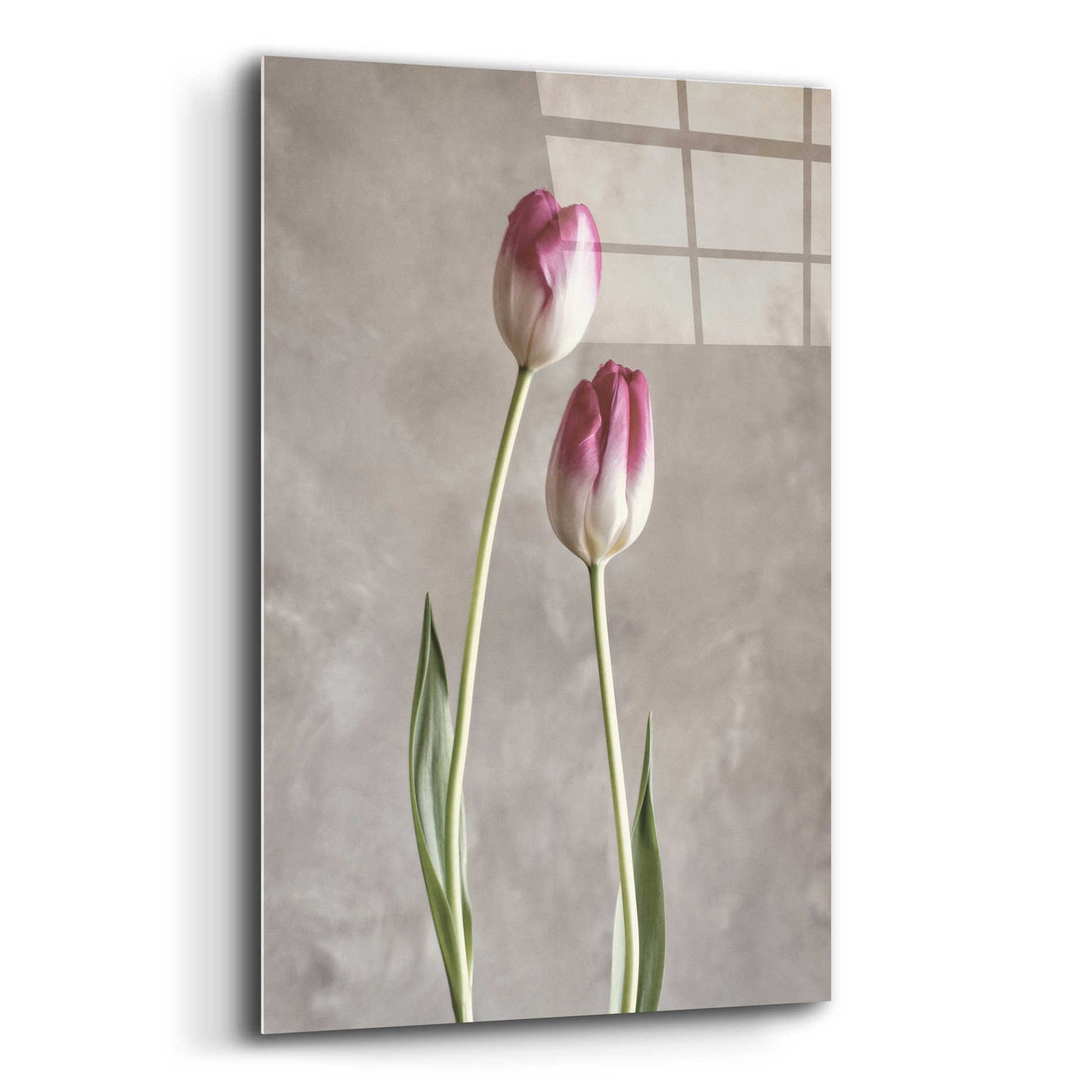 Epic Art 'Fresh Tulips III' by Debra Van Swearingen, Acrylic Glass Wall Art,12x16