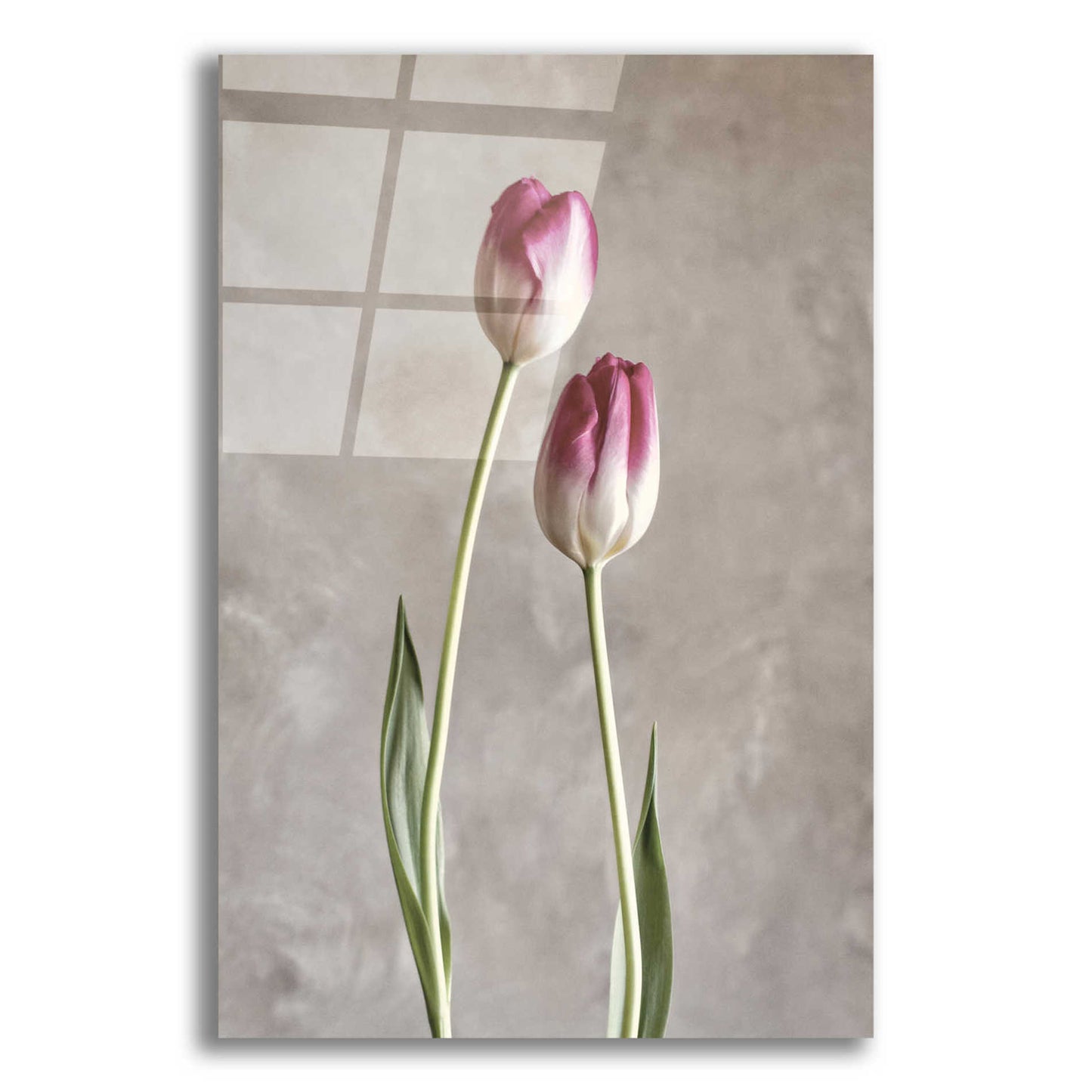 Epic Art 'Fresh Tulips III' by Debra Van Swearingen, Acrylic Glass Wall Art,16x24